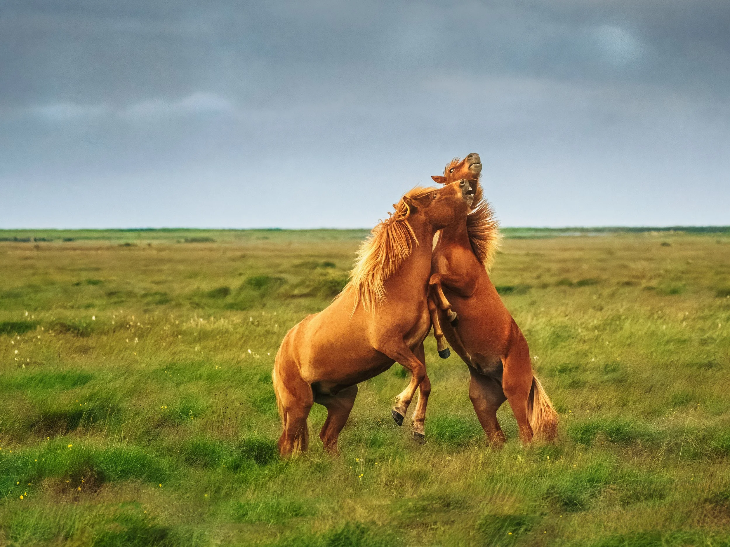 Icelandic-Horses-Rowdy-Selfoss-Aug-2024.jpg