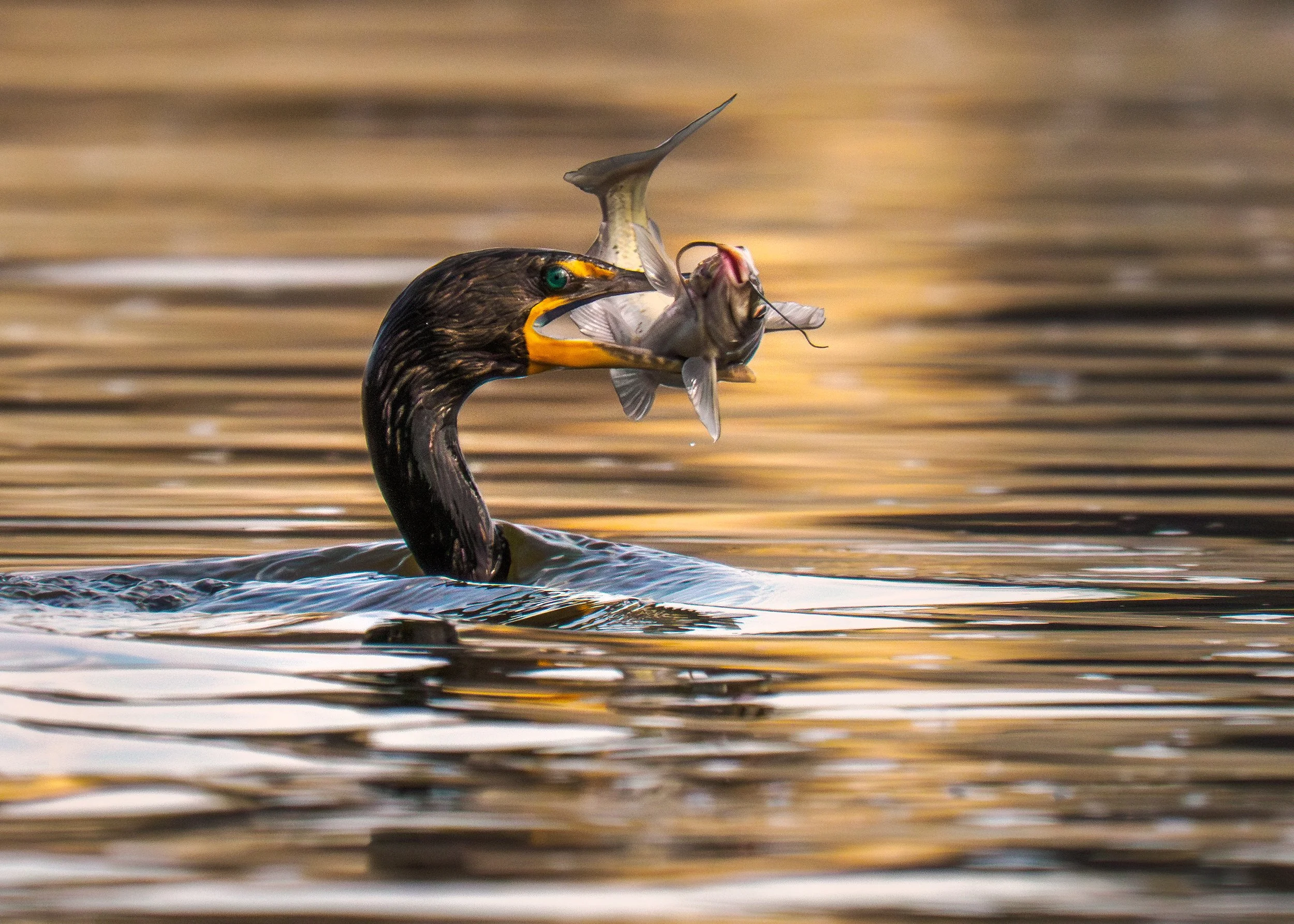 Double-Crested-Cormorant-Catfish-Conowingo_07_26_2025.jpg