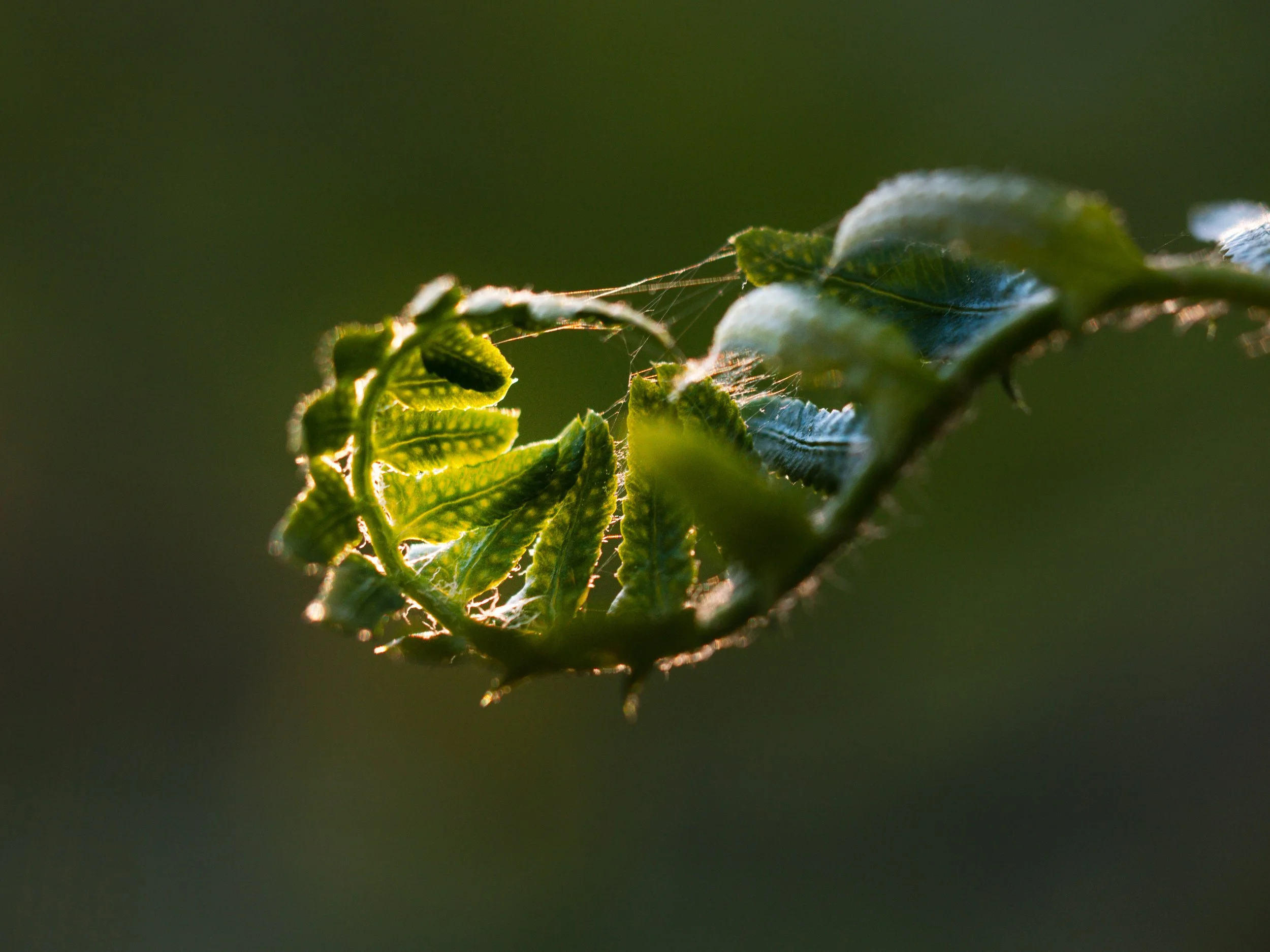 Fern-BMP-Image-1.jpg