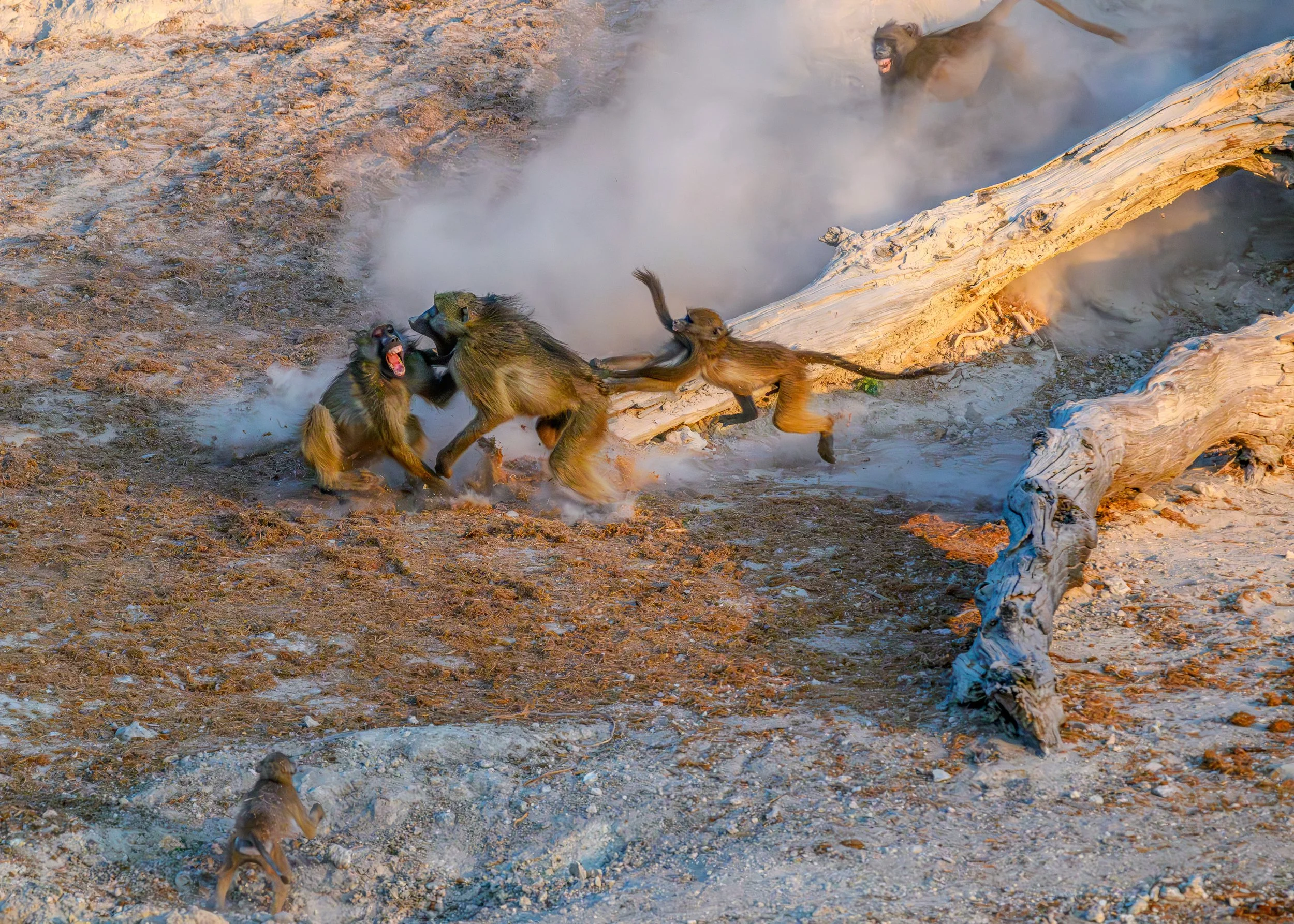 Baboons-Quarrel-Chobe_08_2023.jpg