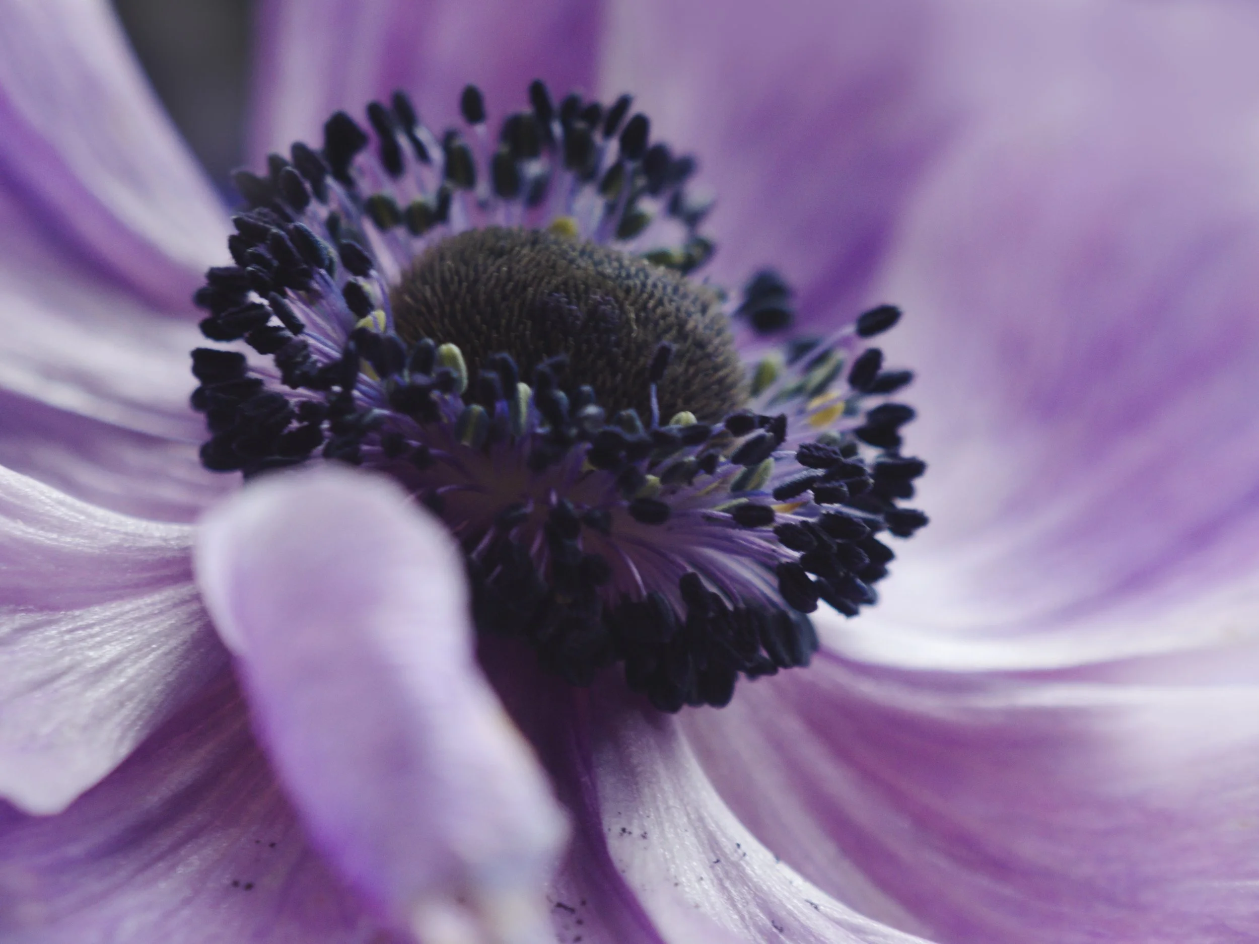Anenome-Purple-BY-2024.jpg