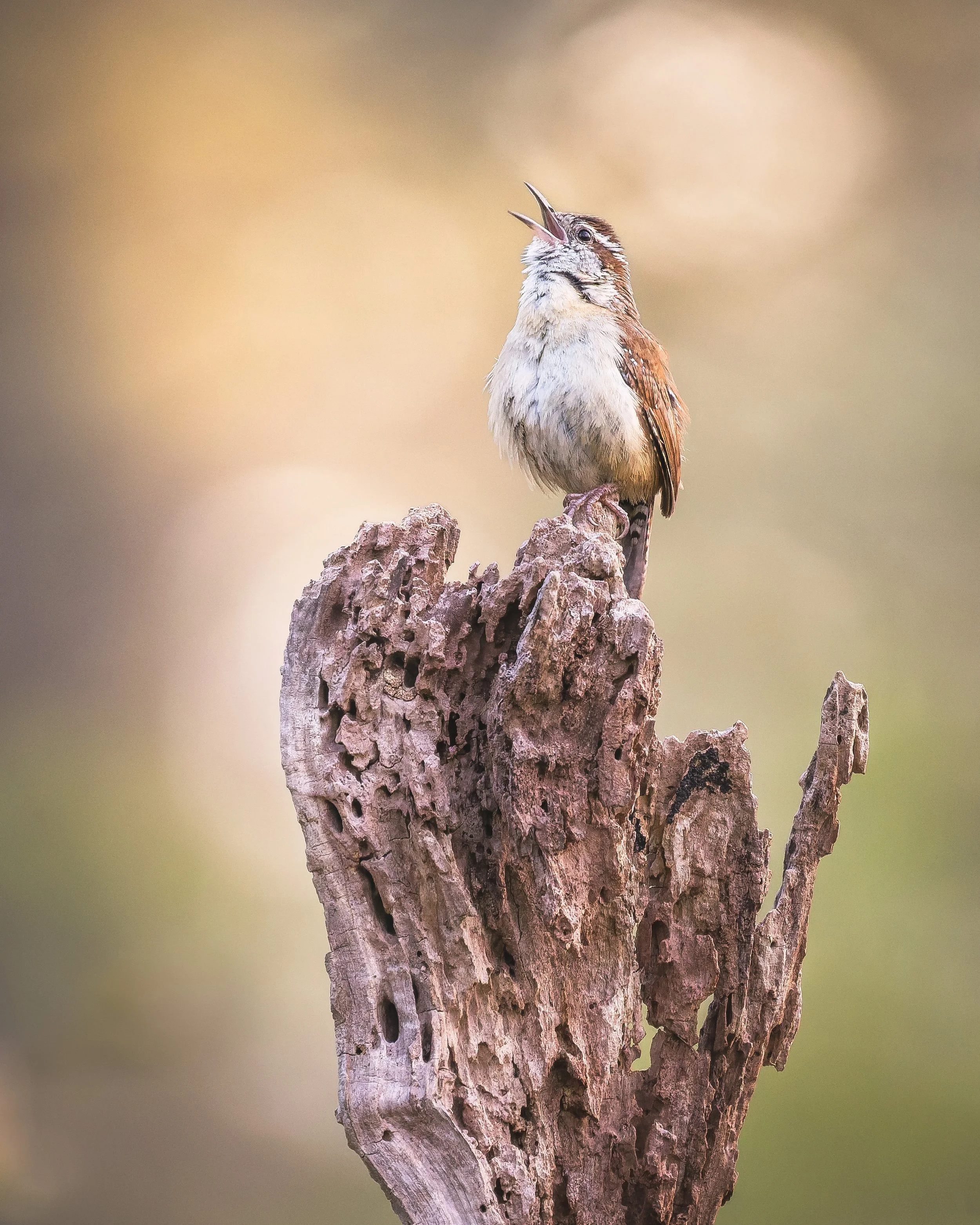 Carolina Wren (Portrait Image) - Singing Loud & Proud - Tyler Arboretum, Media, Pennsylvania