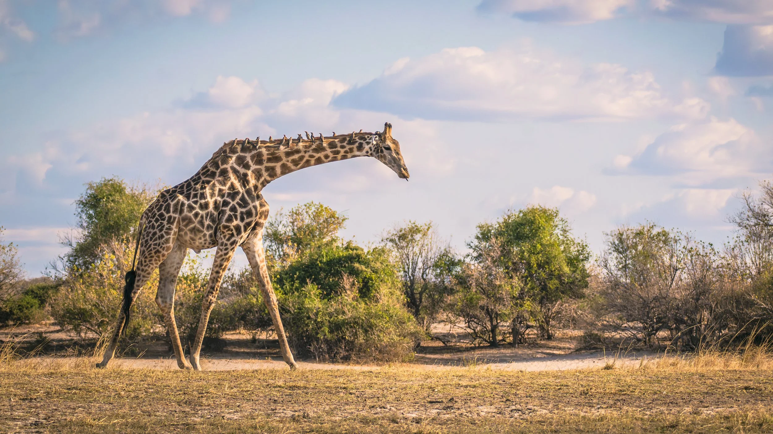 Giraffe-Oxpeckers-Chobe_08_2023.jpg