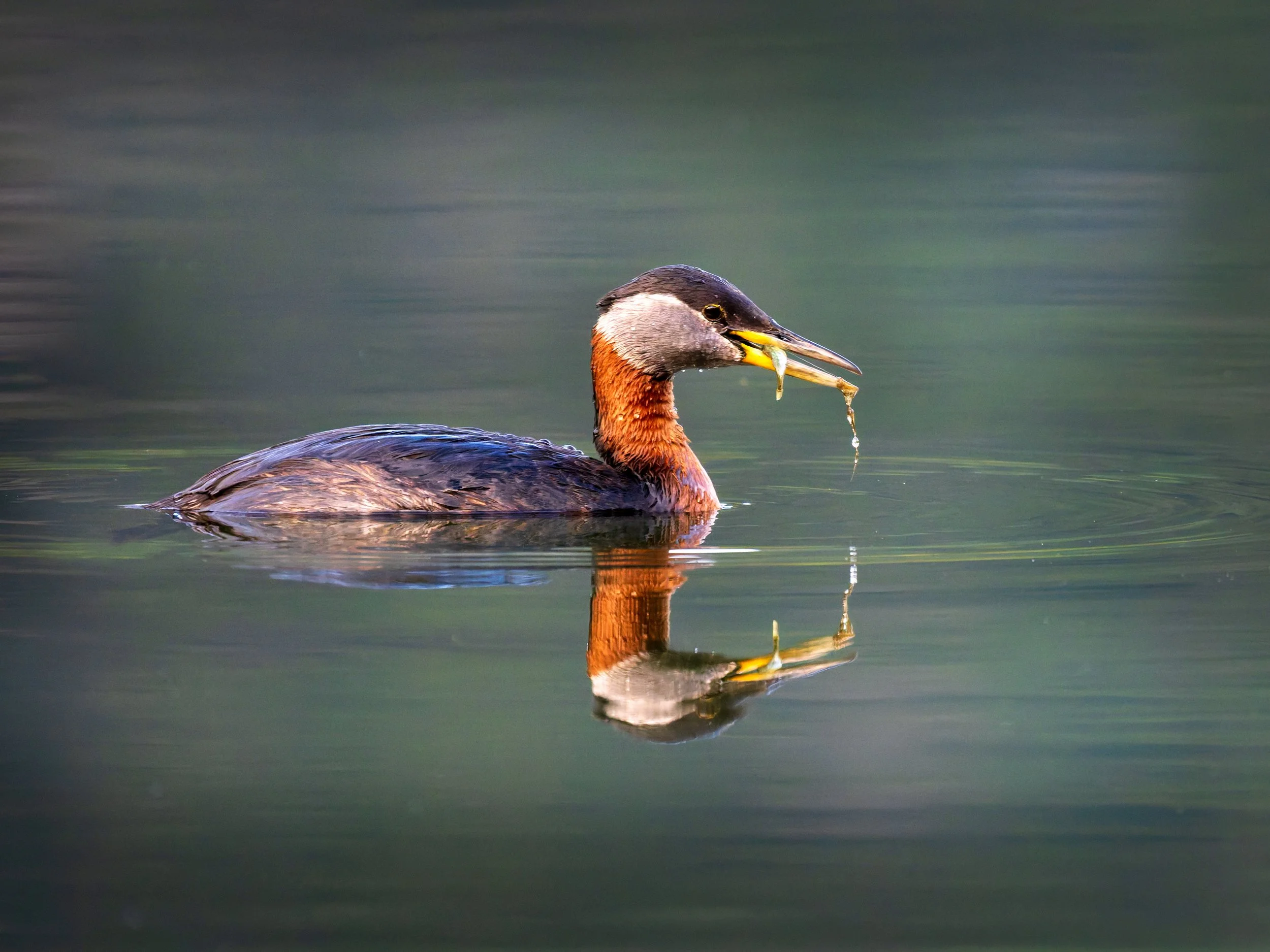 Red-Necked-Grebe-Tern-Lake-Alaska-06-17-2026.jpg