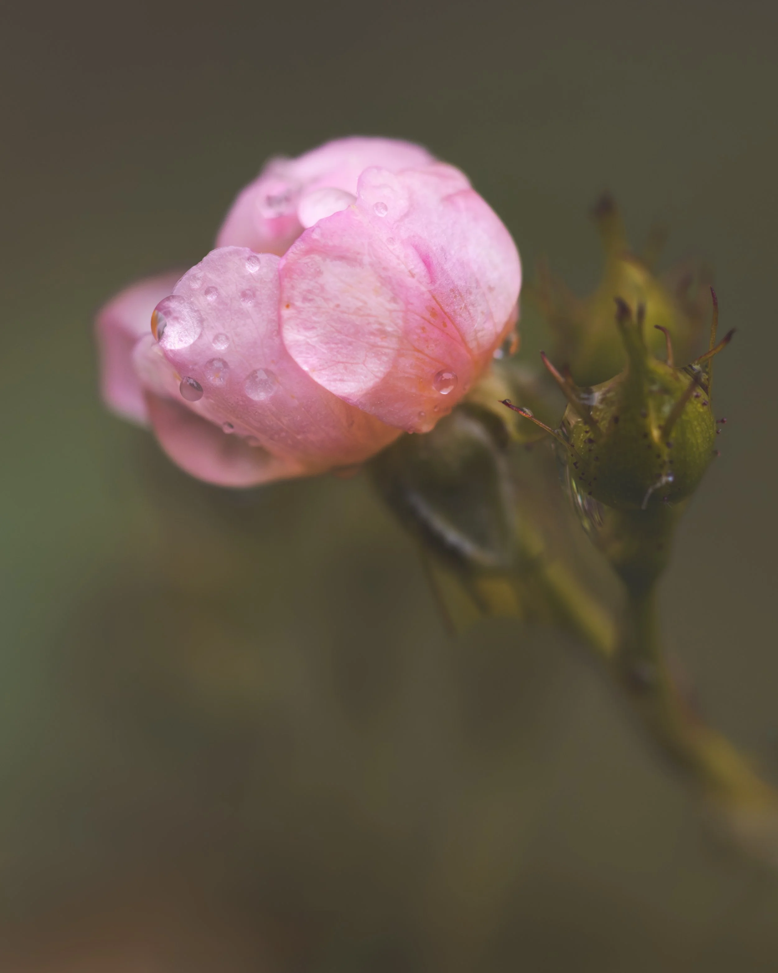 Pink-Rose-Rainy-Day.jpg