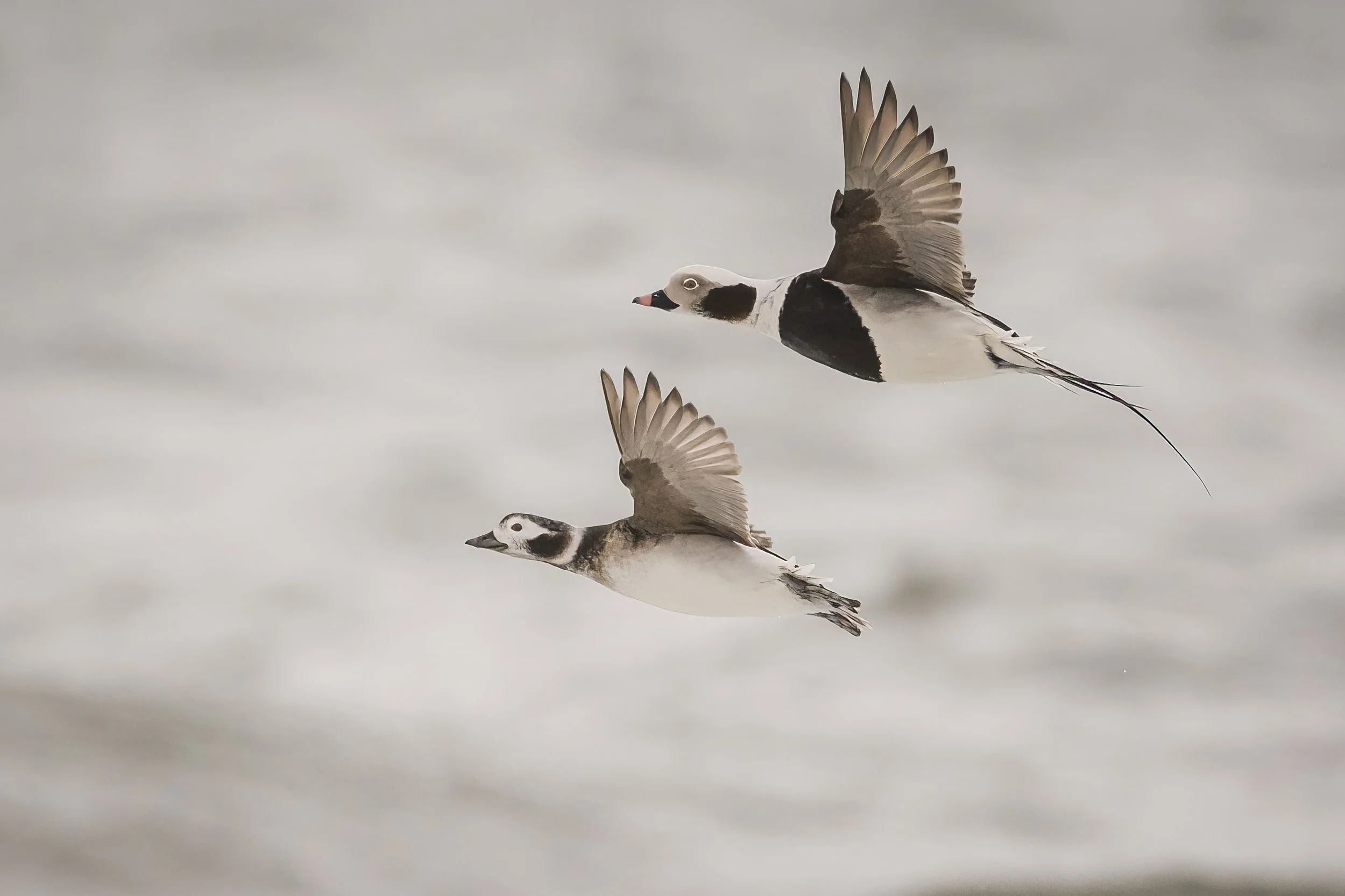 Pintail Ducks JWade.jpg