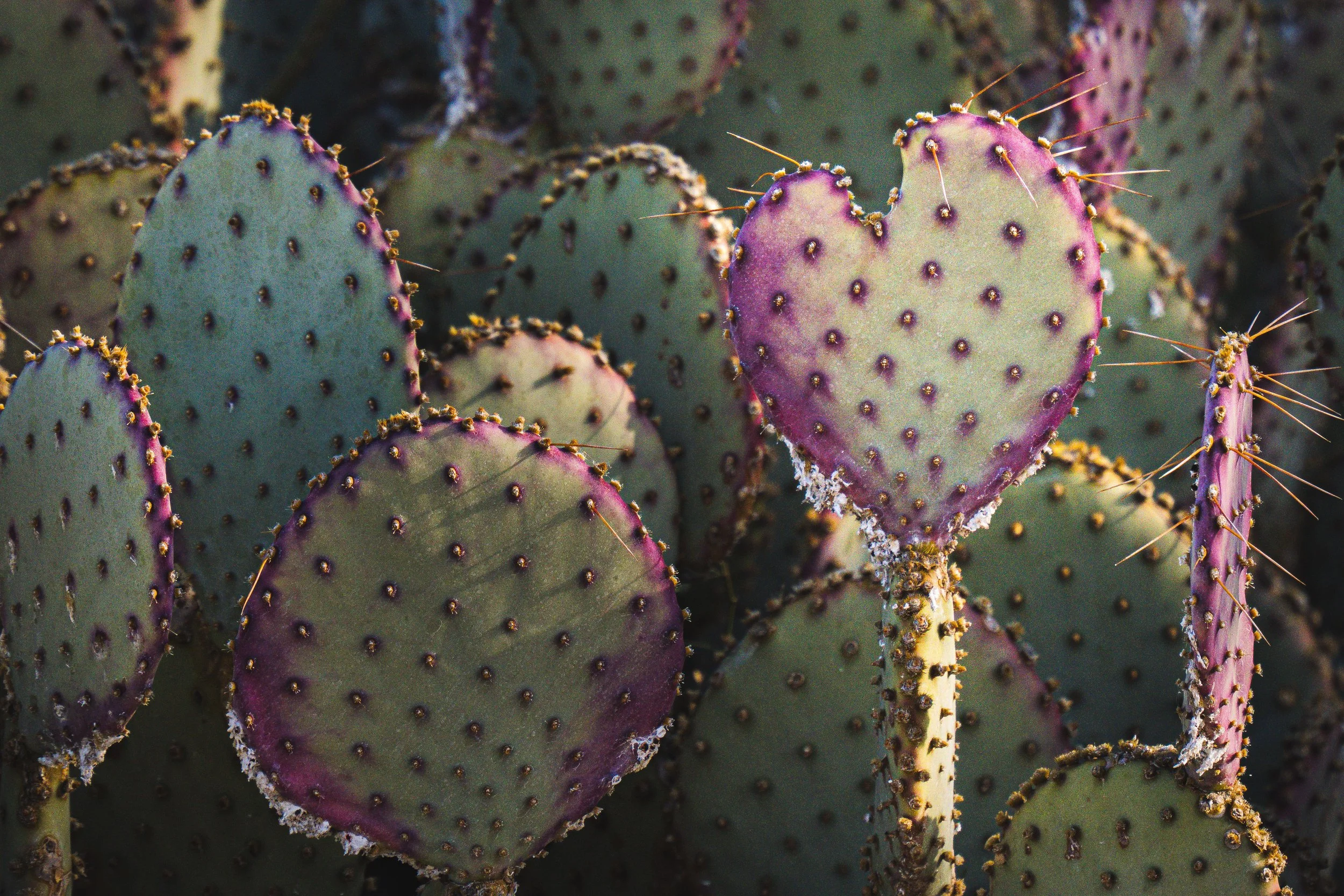 Cactus Love.jpg