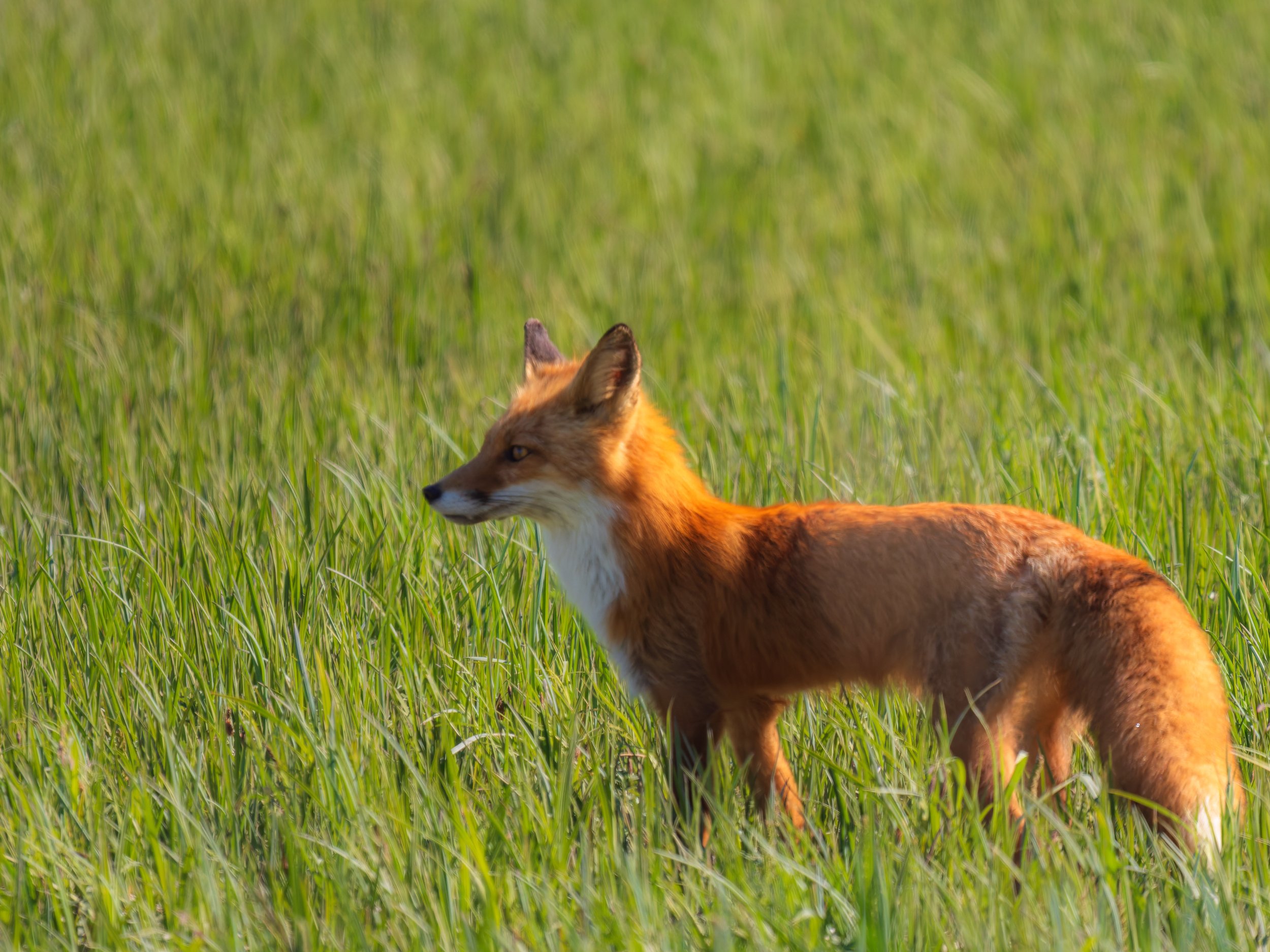 Fox-Lake-Clark-National-Park-Alaska-06-2026.jpg
