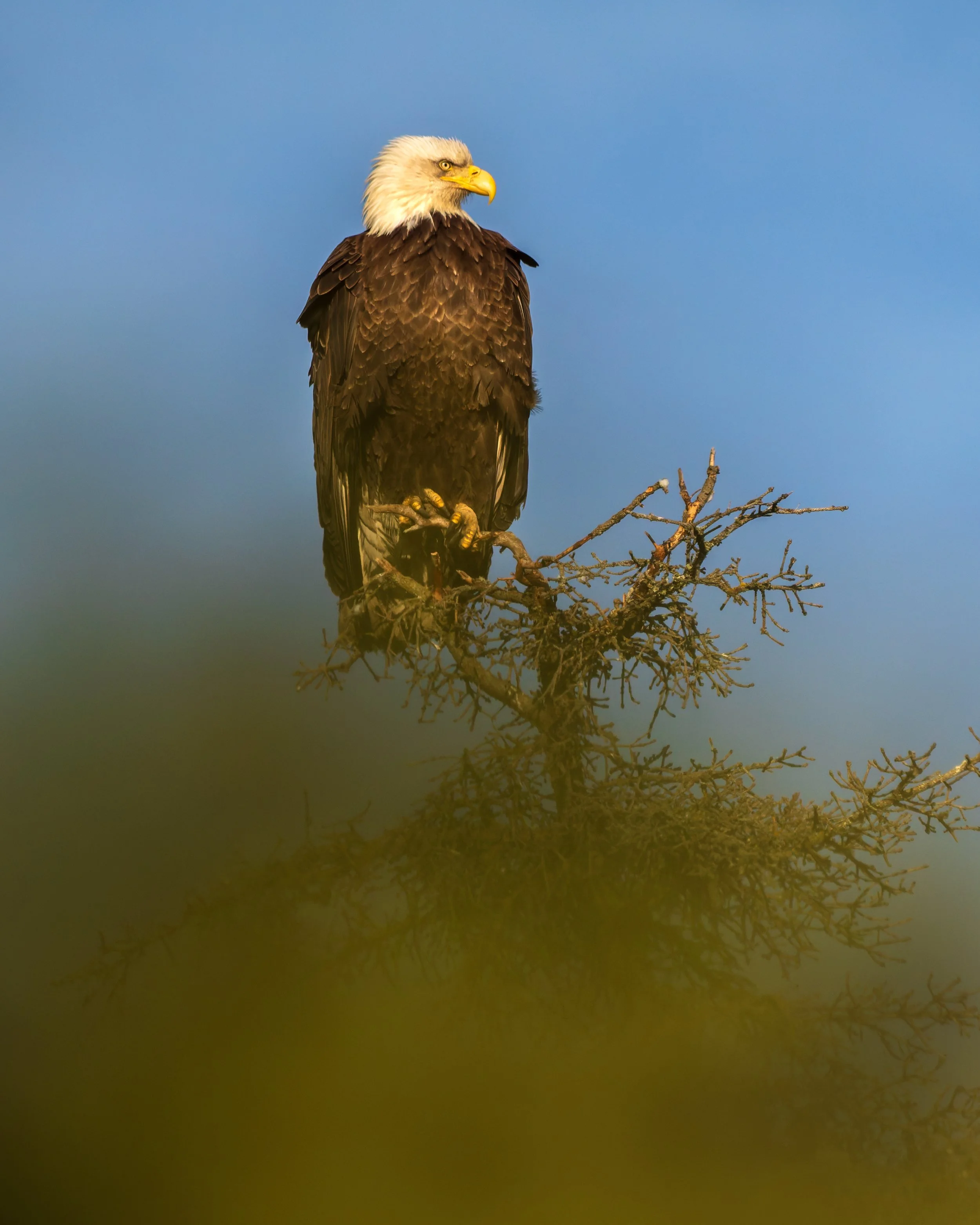 Bald-Eagle-Kasilof-06-2026.jpg