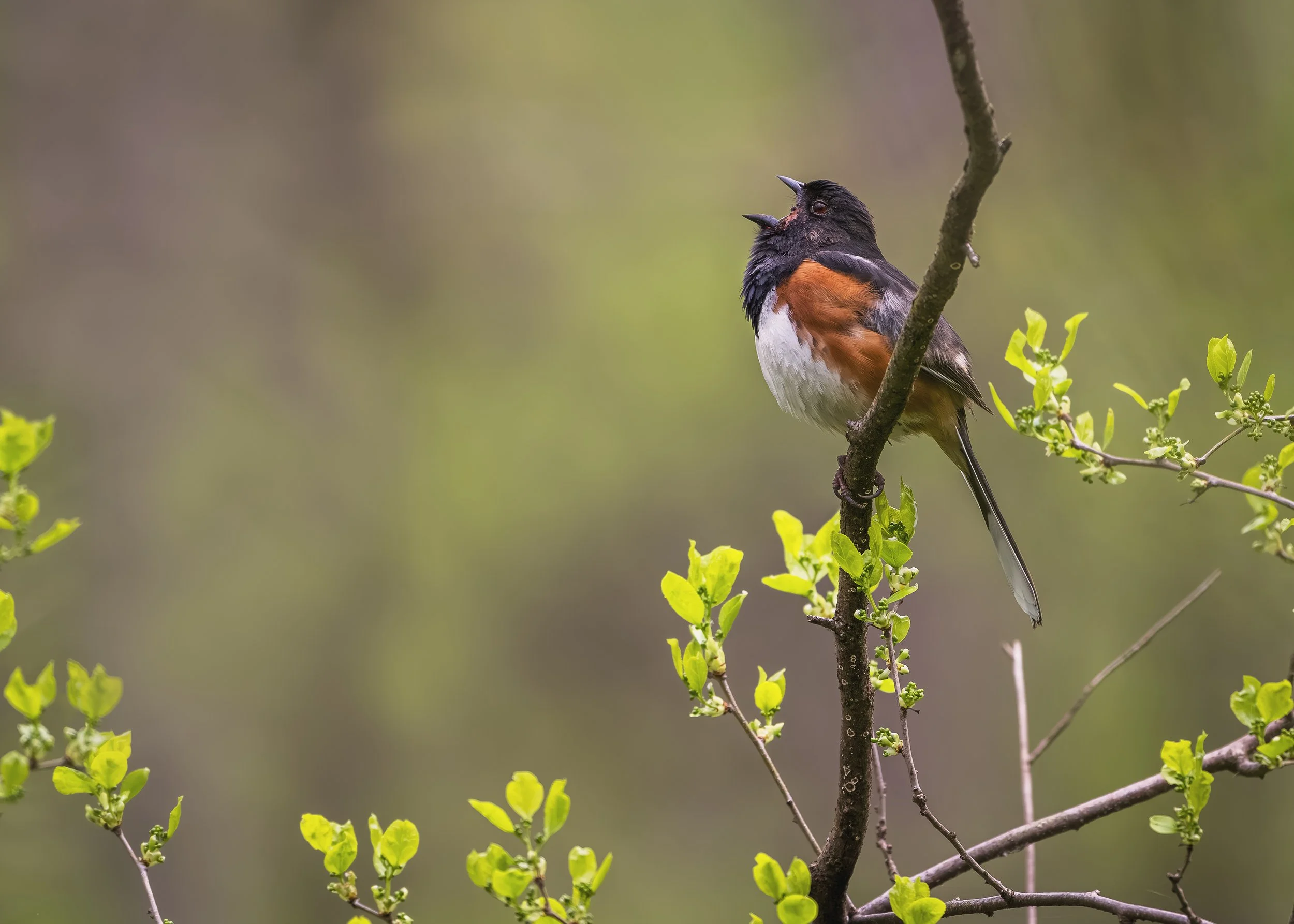 Eastern-Towee_Marsh-Creek_04_21_24.jpg