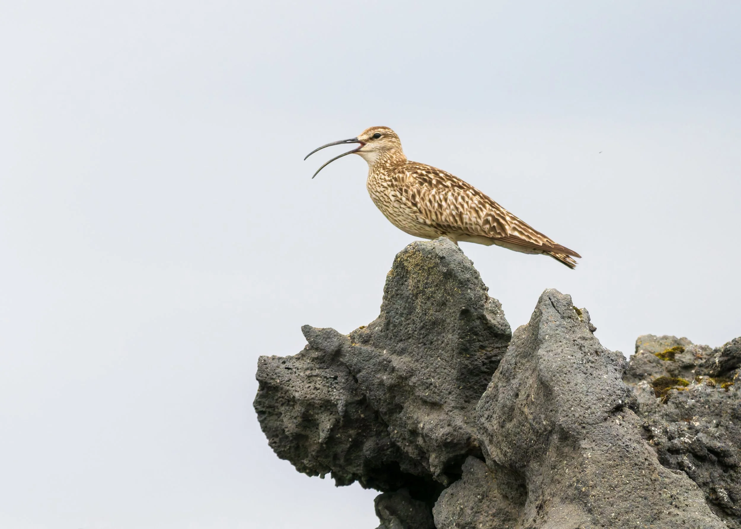 Whimbrel-Iceland-08-09-2024.jpg