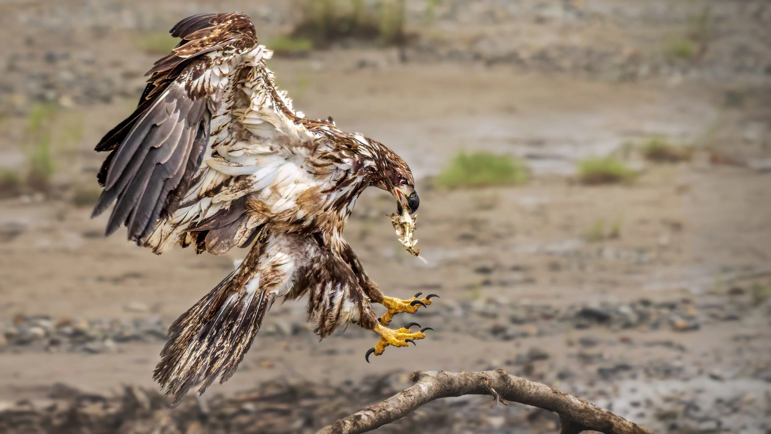 Bald-Eagle-Juvenile-Beach-Kasilof-06-13-2026.jpg
