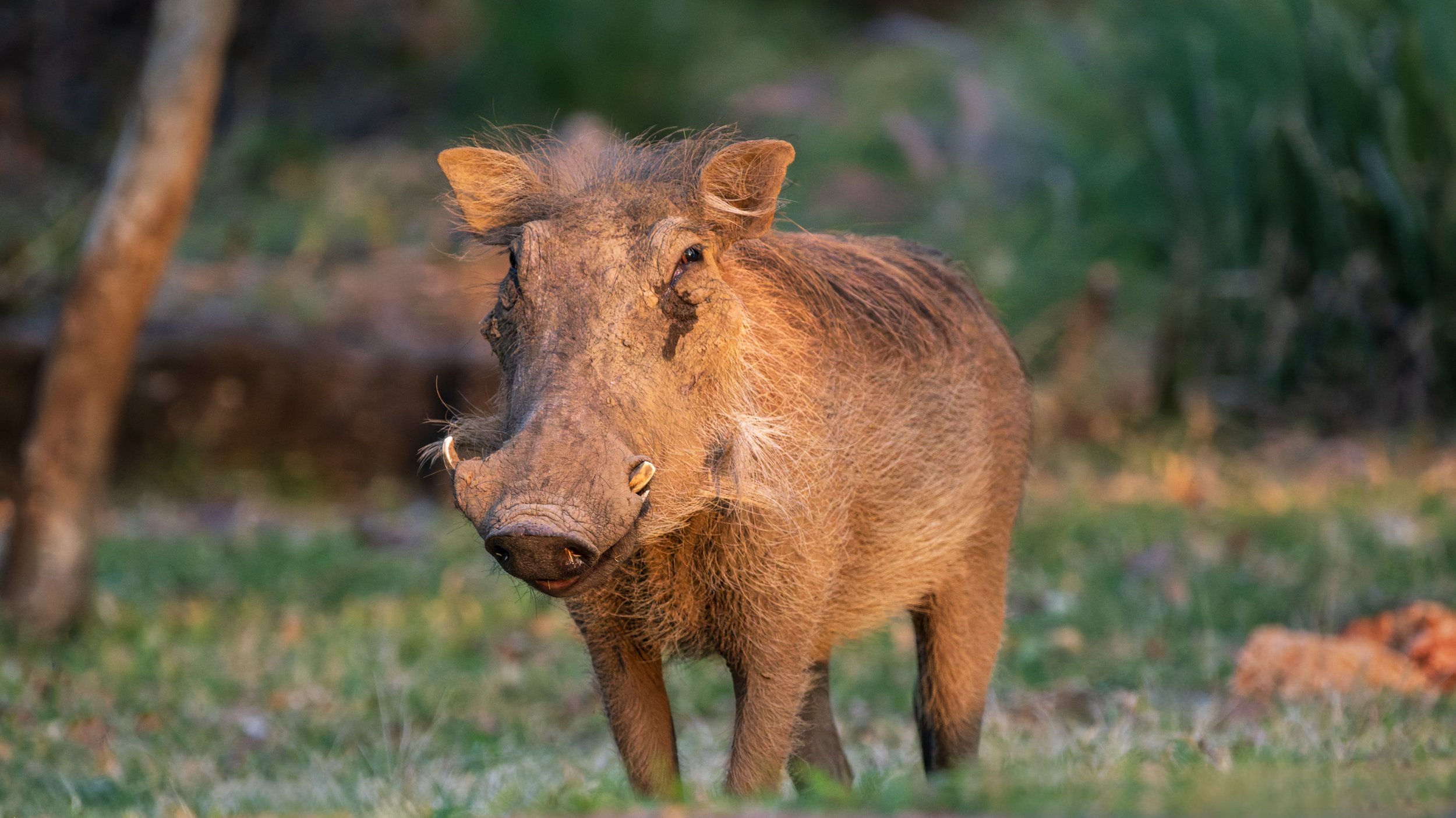 Warthog - "Pumba" - Zimbabwe, Africa
