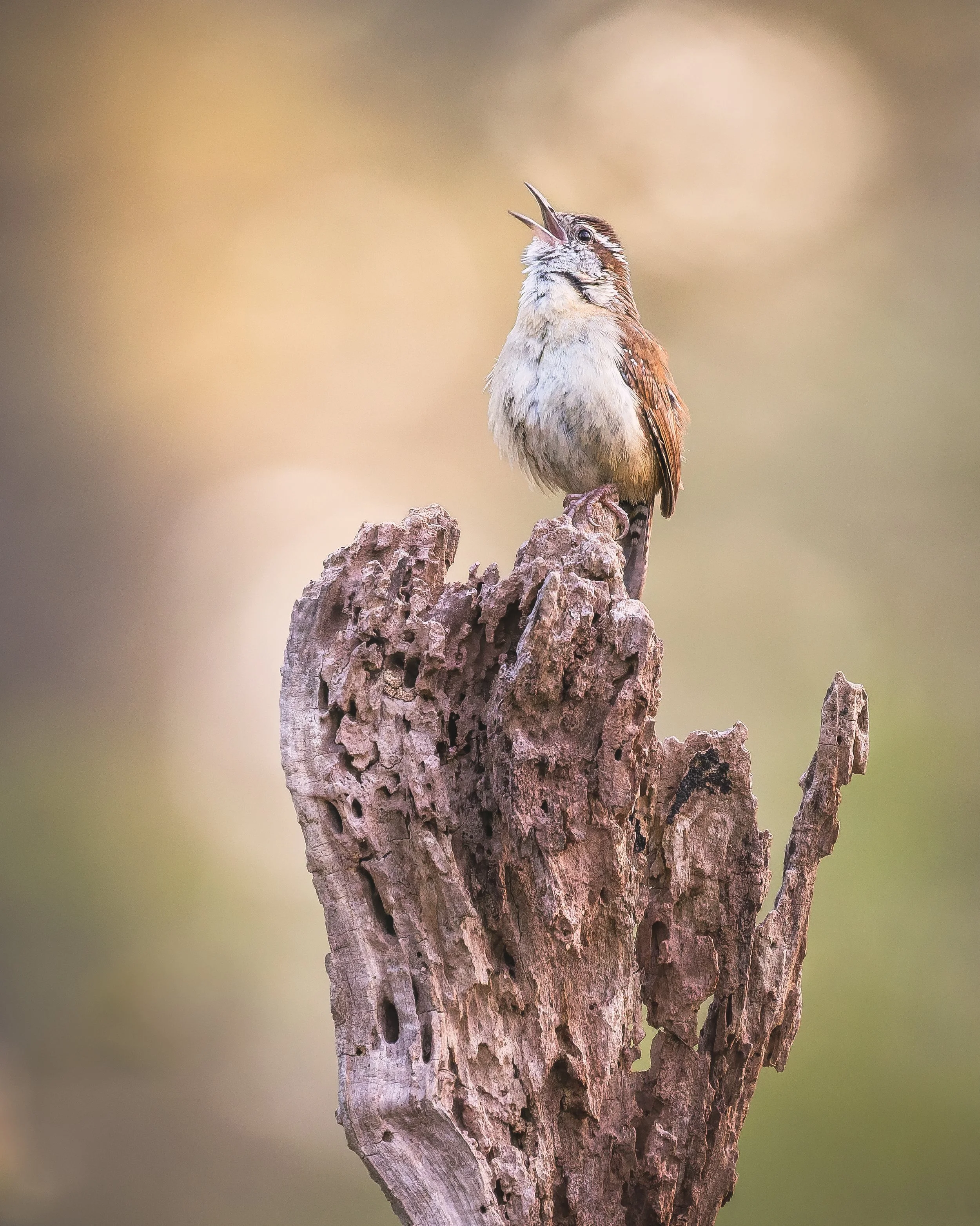 Carolina-Wren_Singing-04-10-2026.jpg
