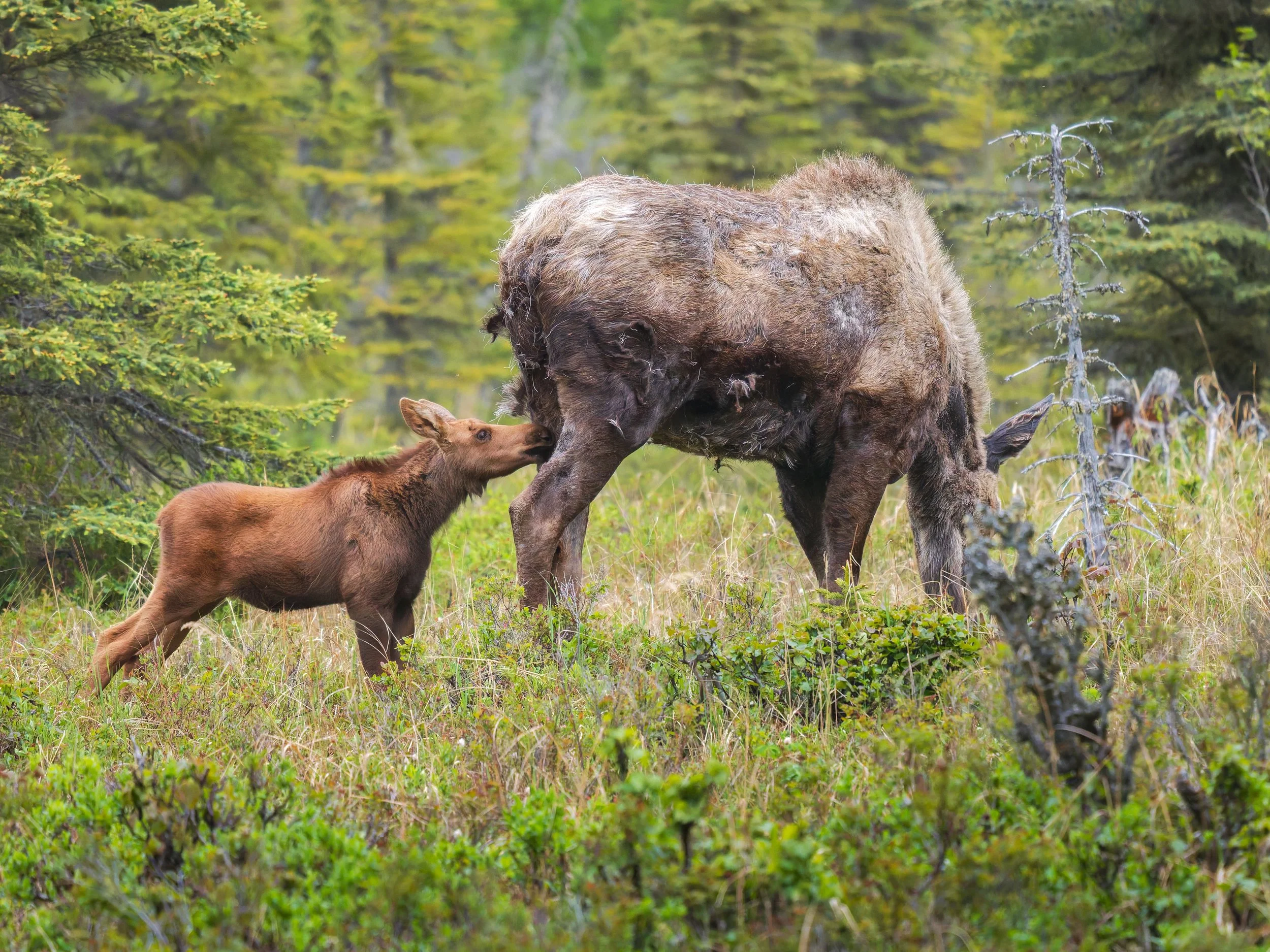 Moose-Calf-Mama-Kasilof-06-13-2026.jpg