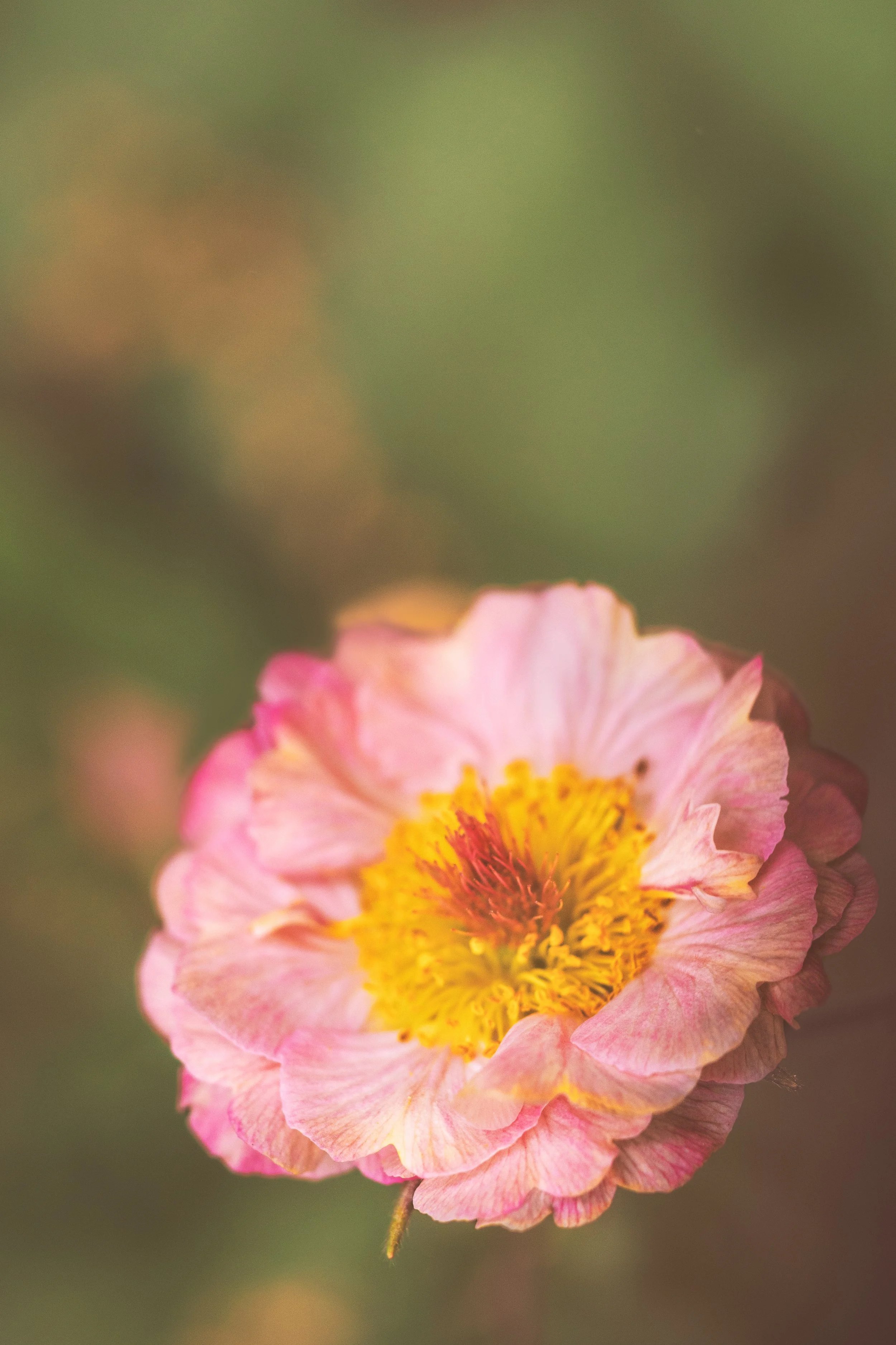 Small-Rosette_Chanticleer_04_2025.jpg