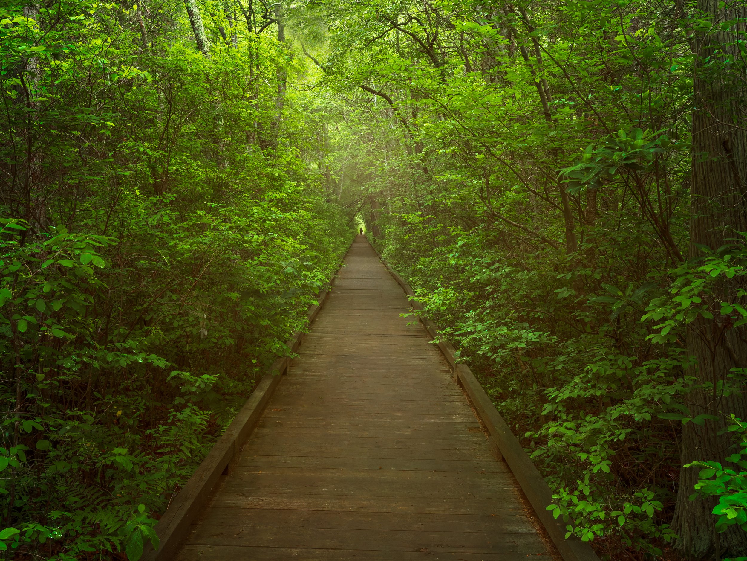 Cedar Swamp Boardwalk, New Jersey Pine Barrens