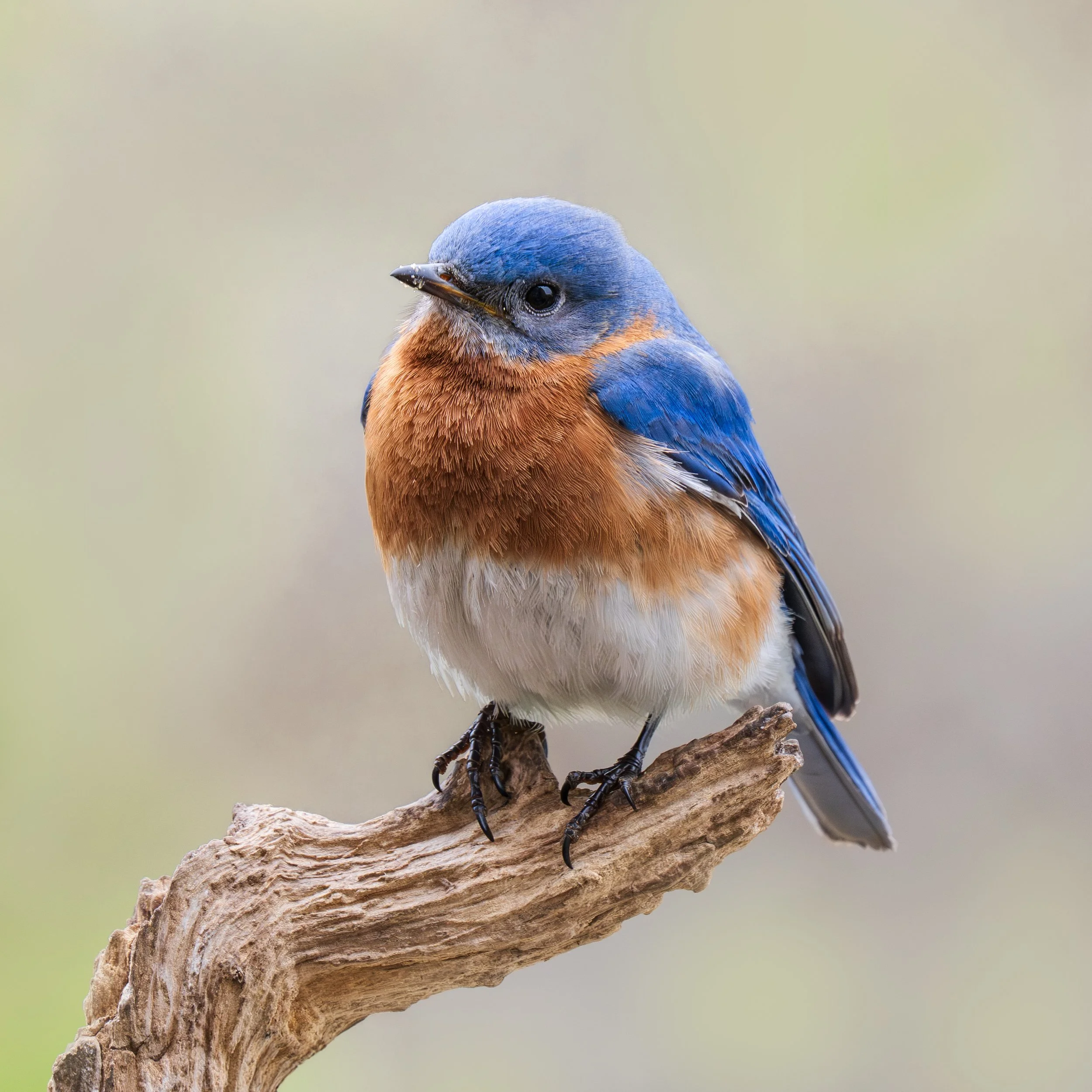 Eastern-Bluebird-2.jpg