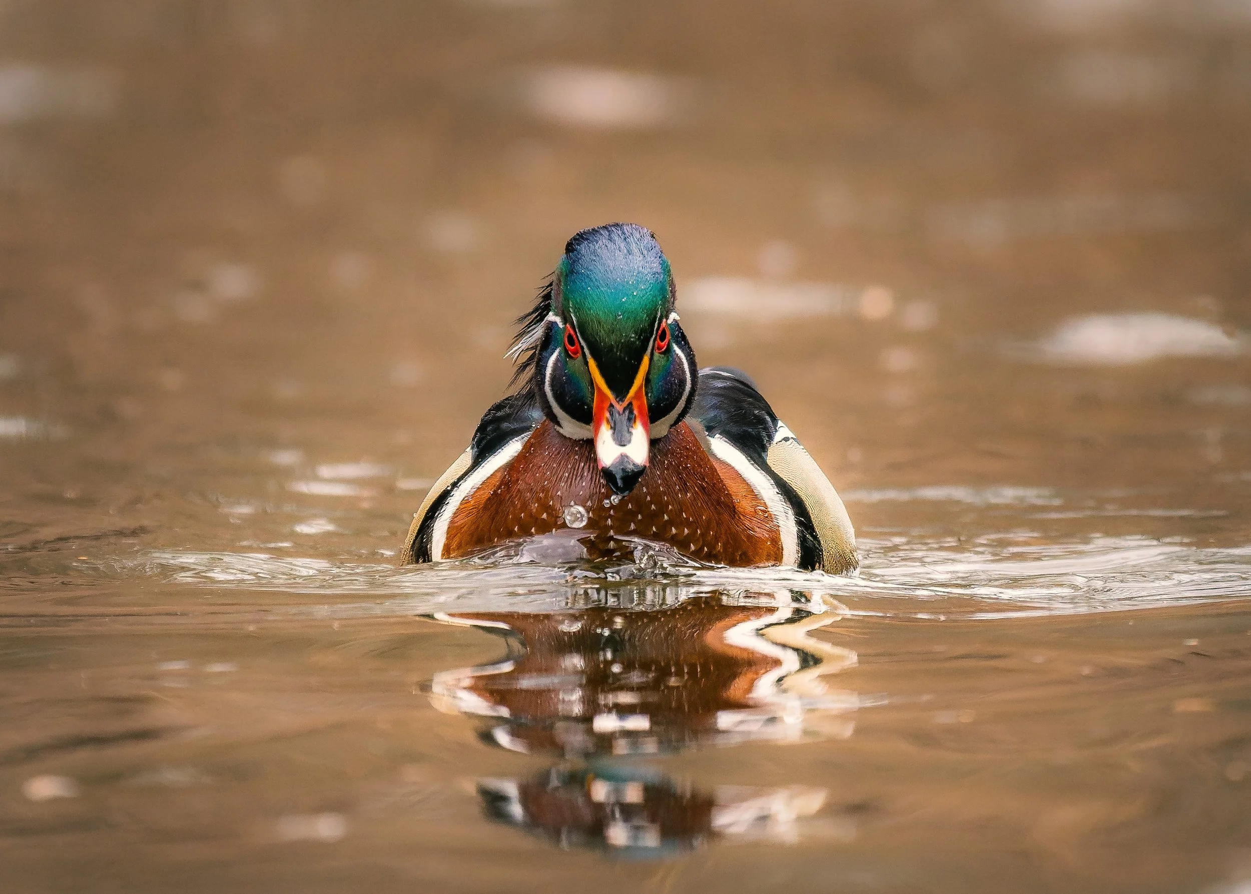 Wood Duck Drake Wissahickon 03 13 2026.jpg