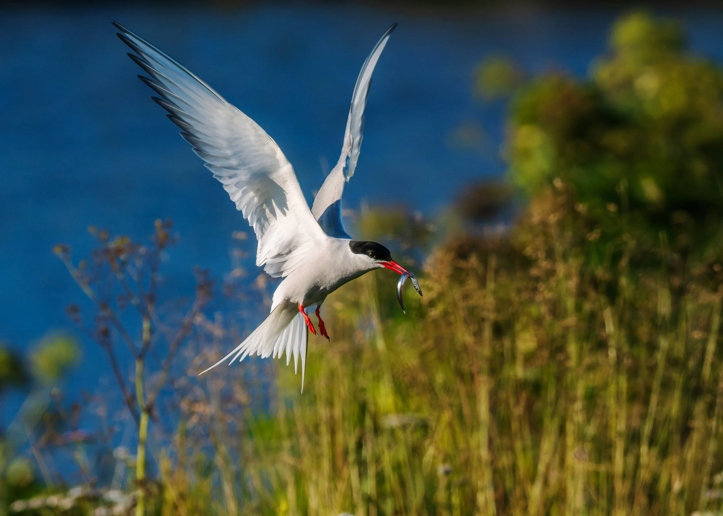 Common-Tern-Iceland-08-09-2024.jpg