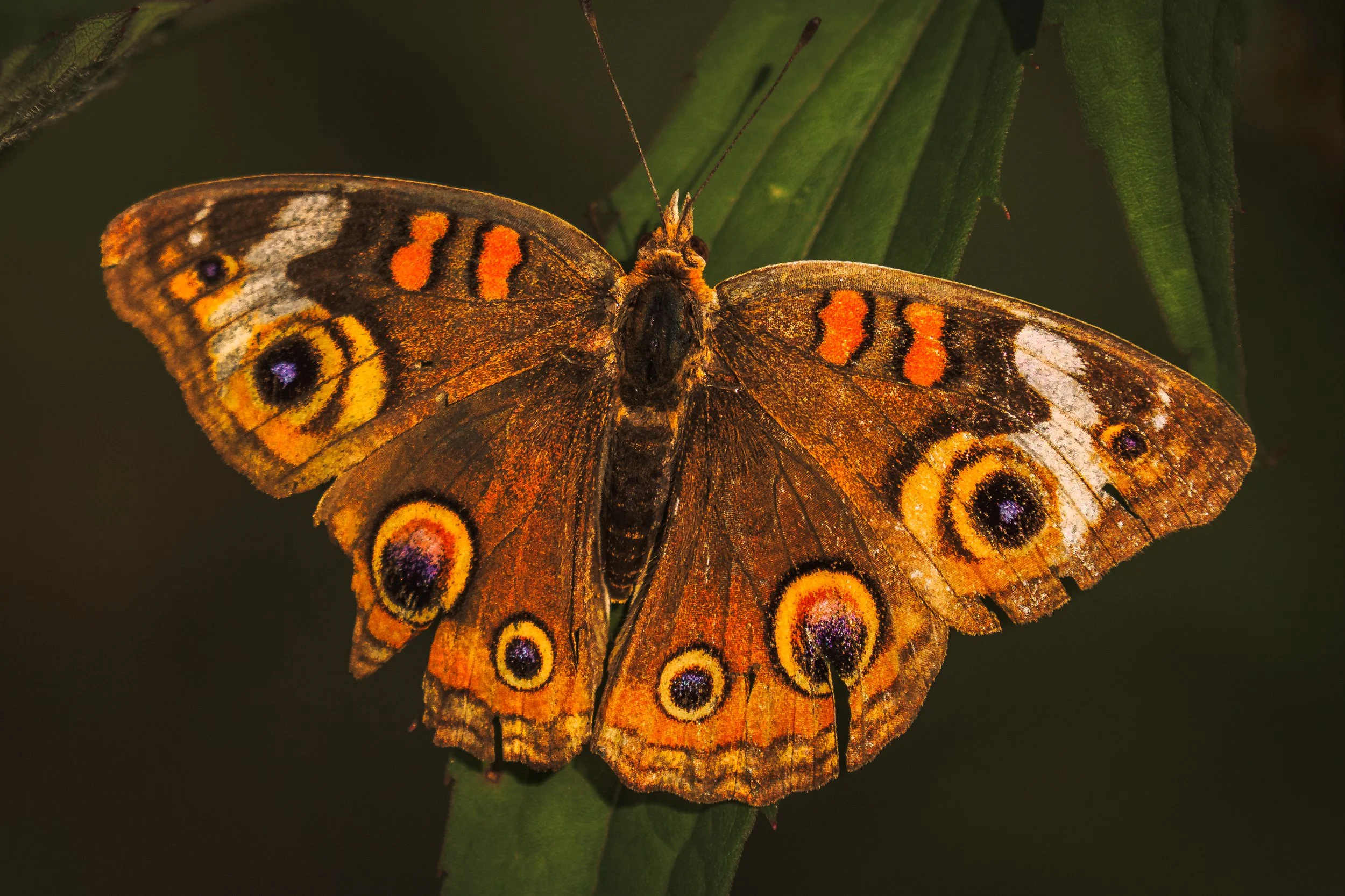 Common-Buckeye_Acony-Bell_06_2025.jpg