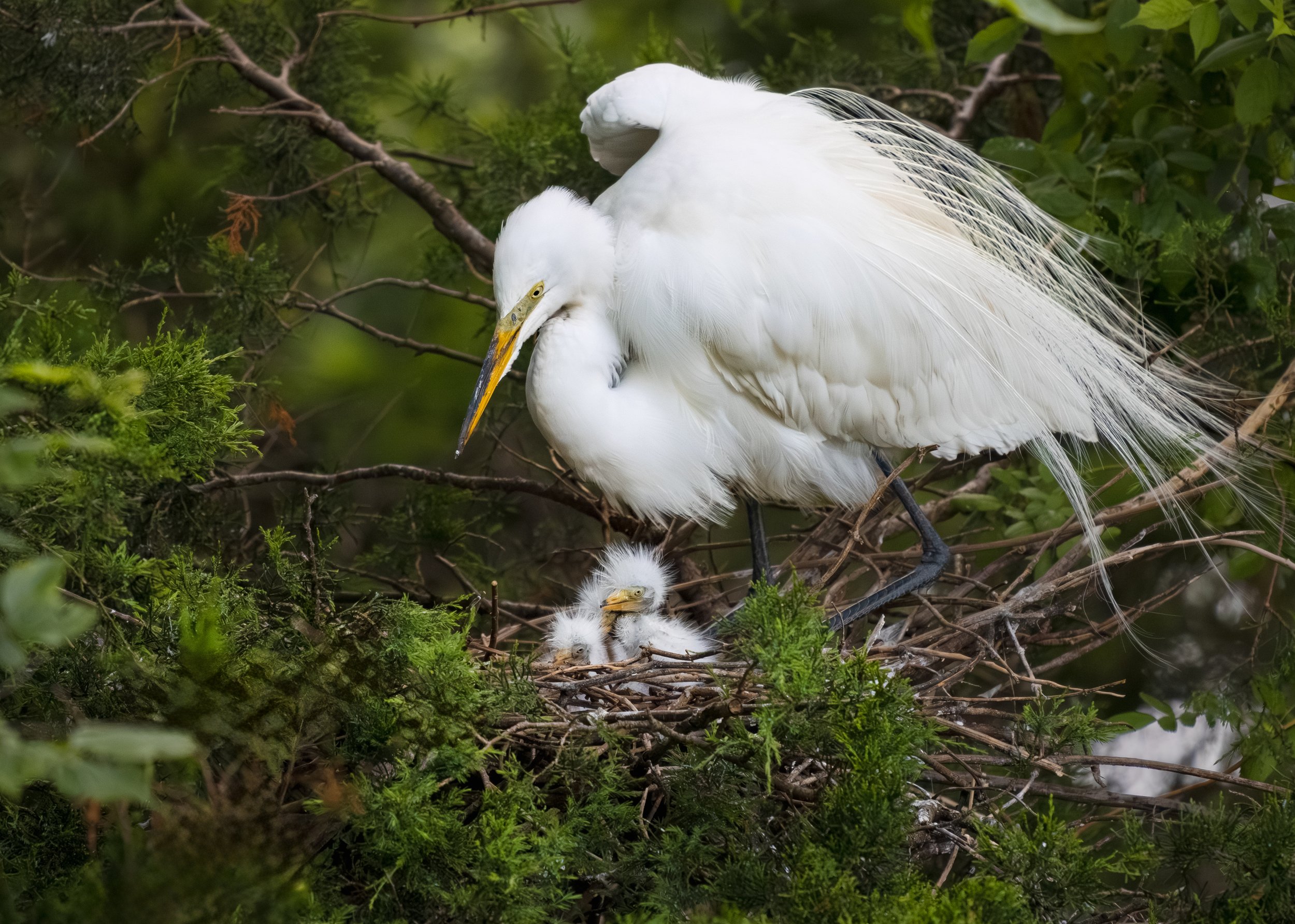 Great Egret Babies Nest 06 02 2025.jpg