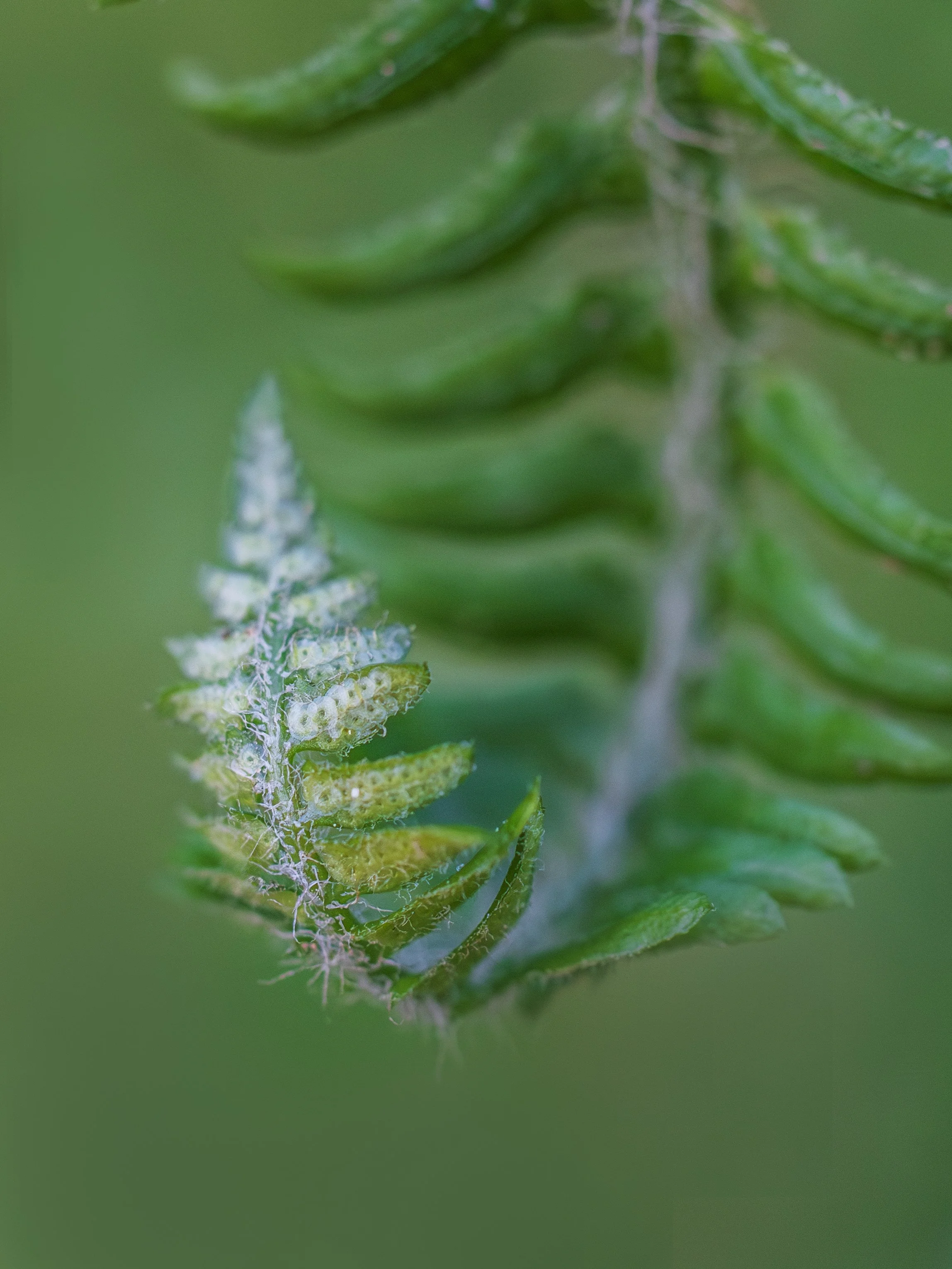 Fern-BMP-Image-5.jpg
