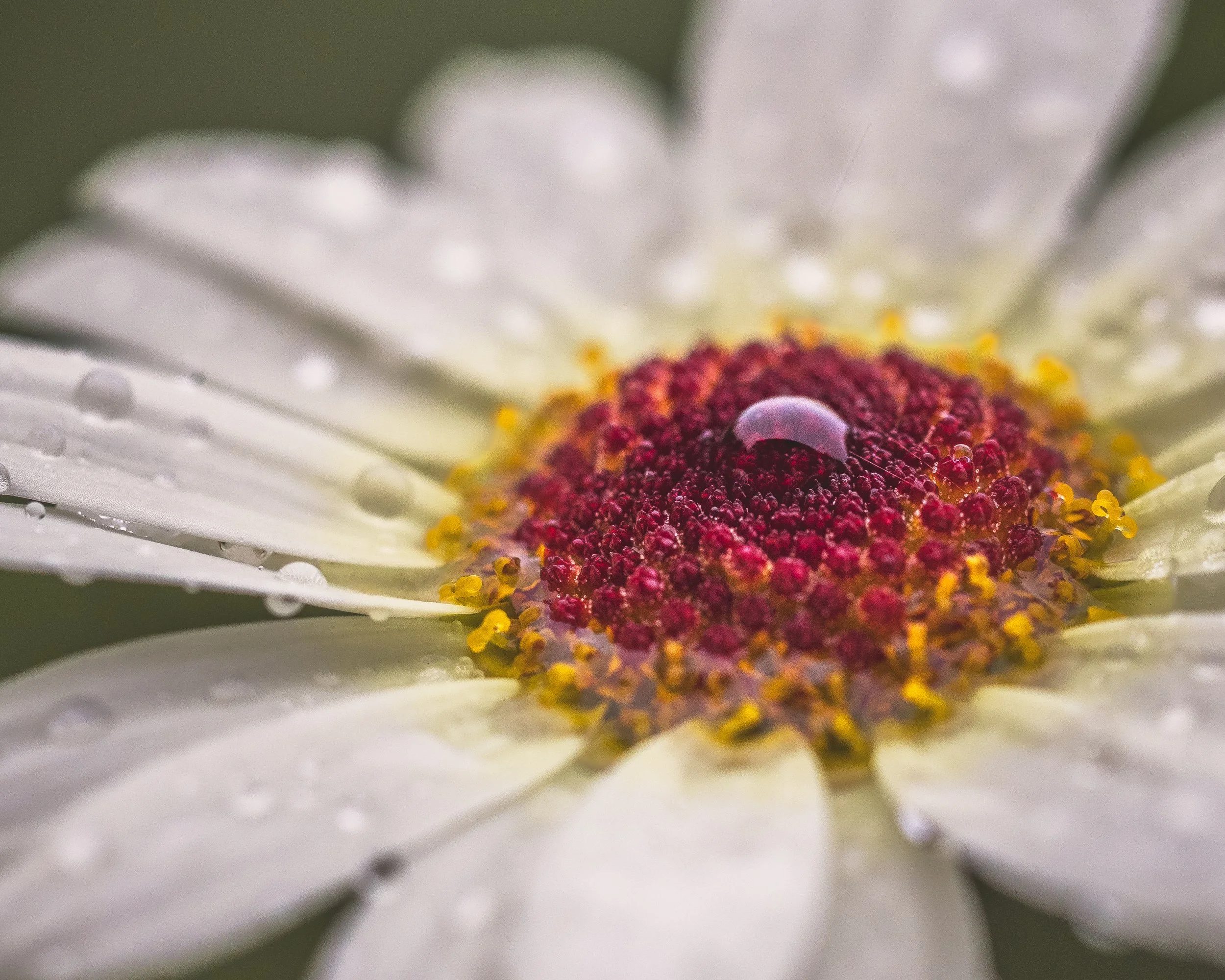 Daisy-in-the-Rain.jpg