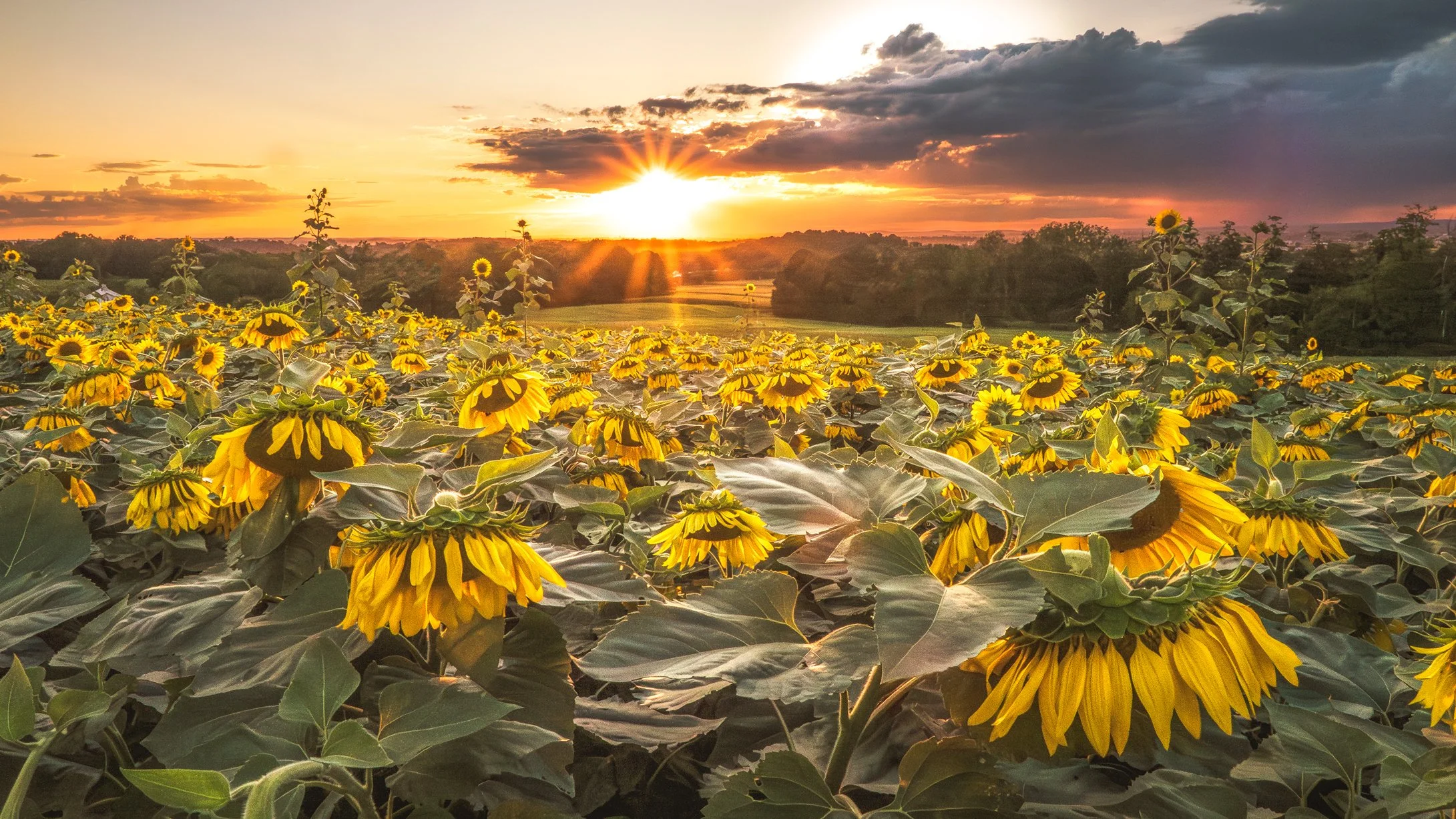Sunflower Field Summer Dream - Ronks, Pennsylvania