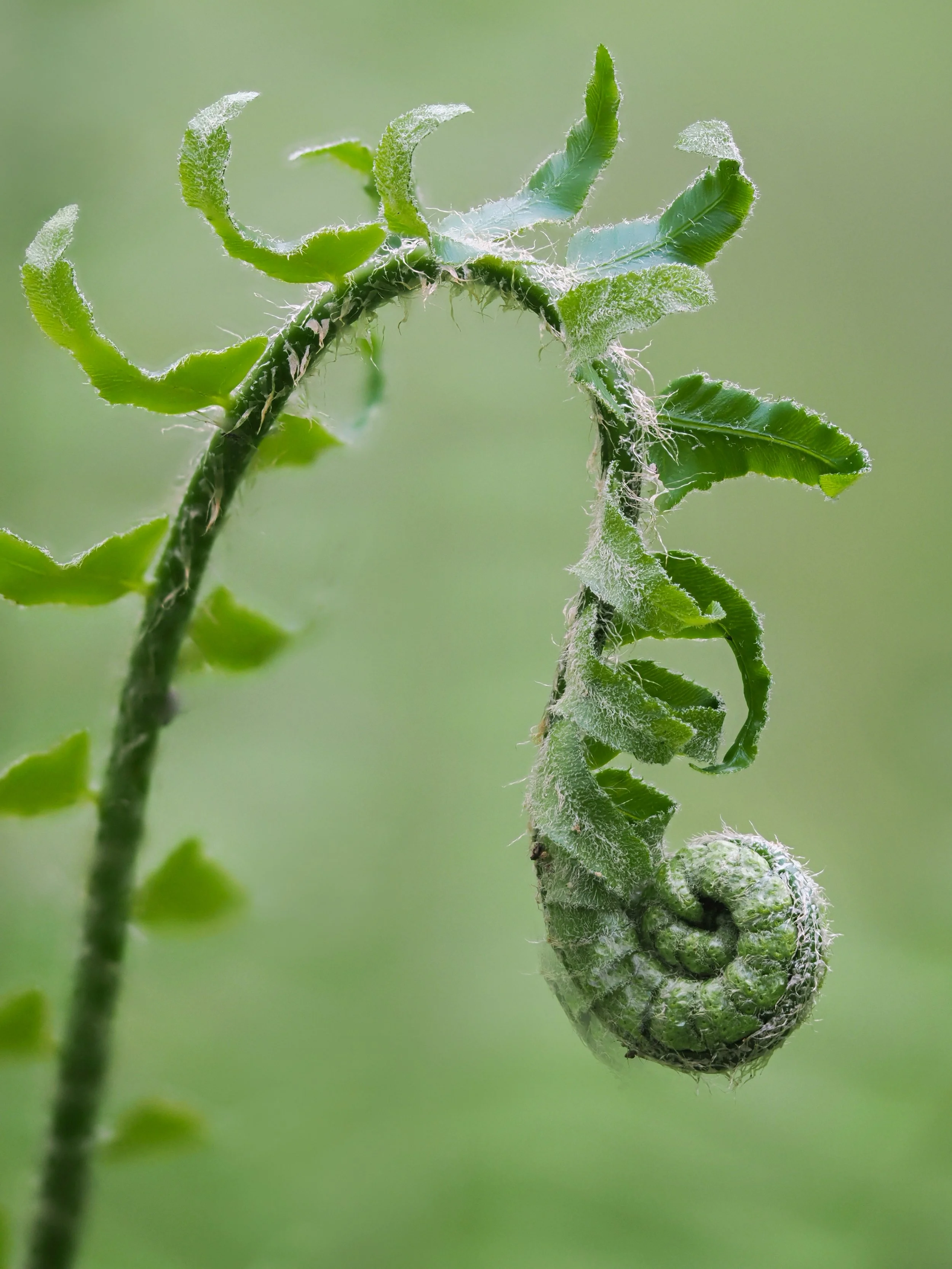 Fern-BMP-Image-6.jpg