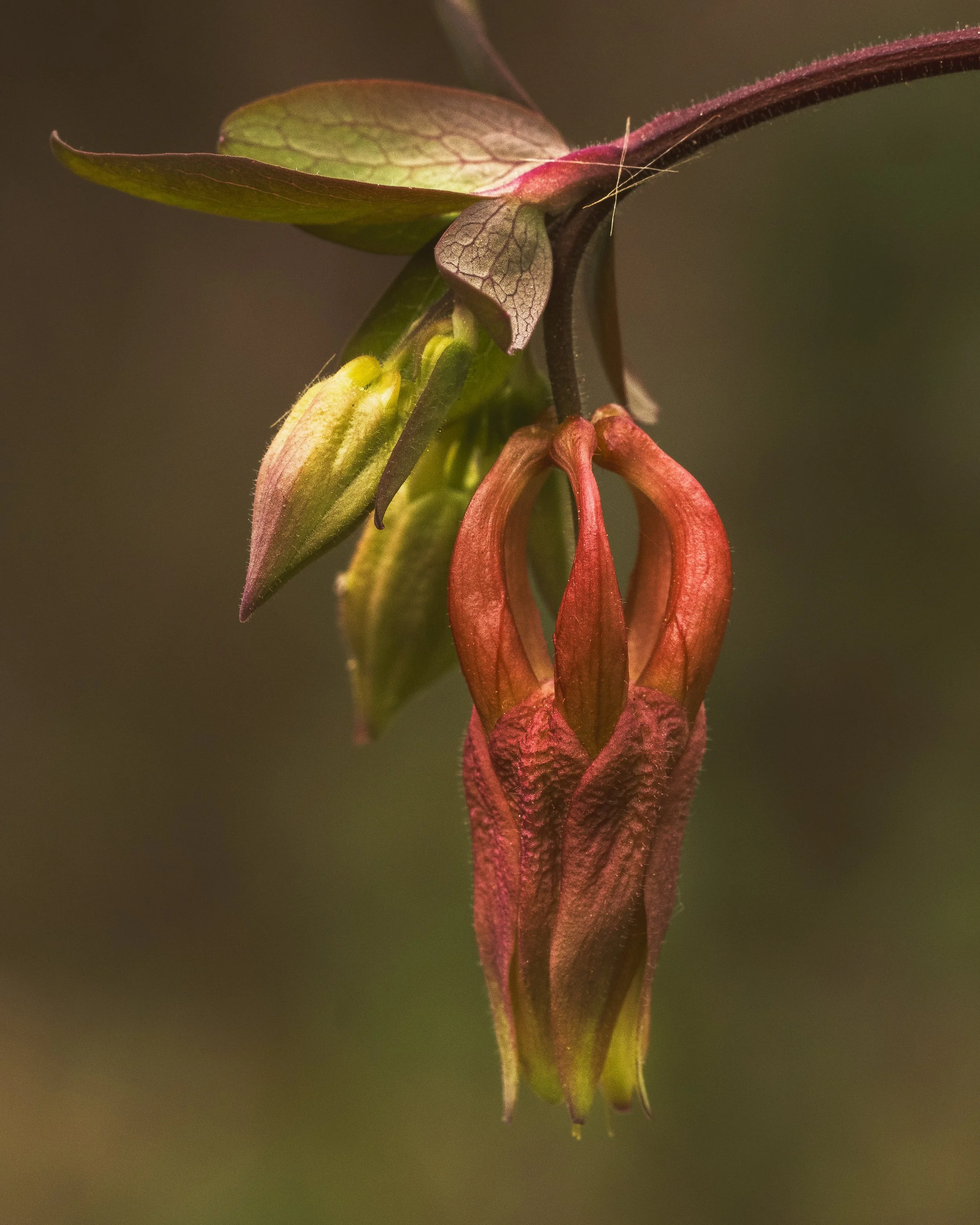 Columbine_Jenkins_04_2025.jpg