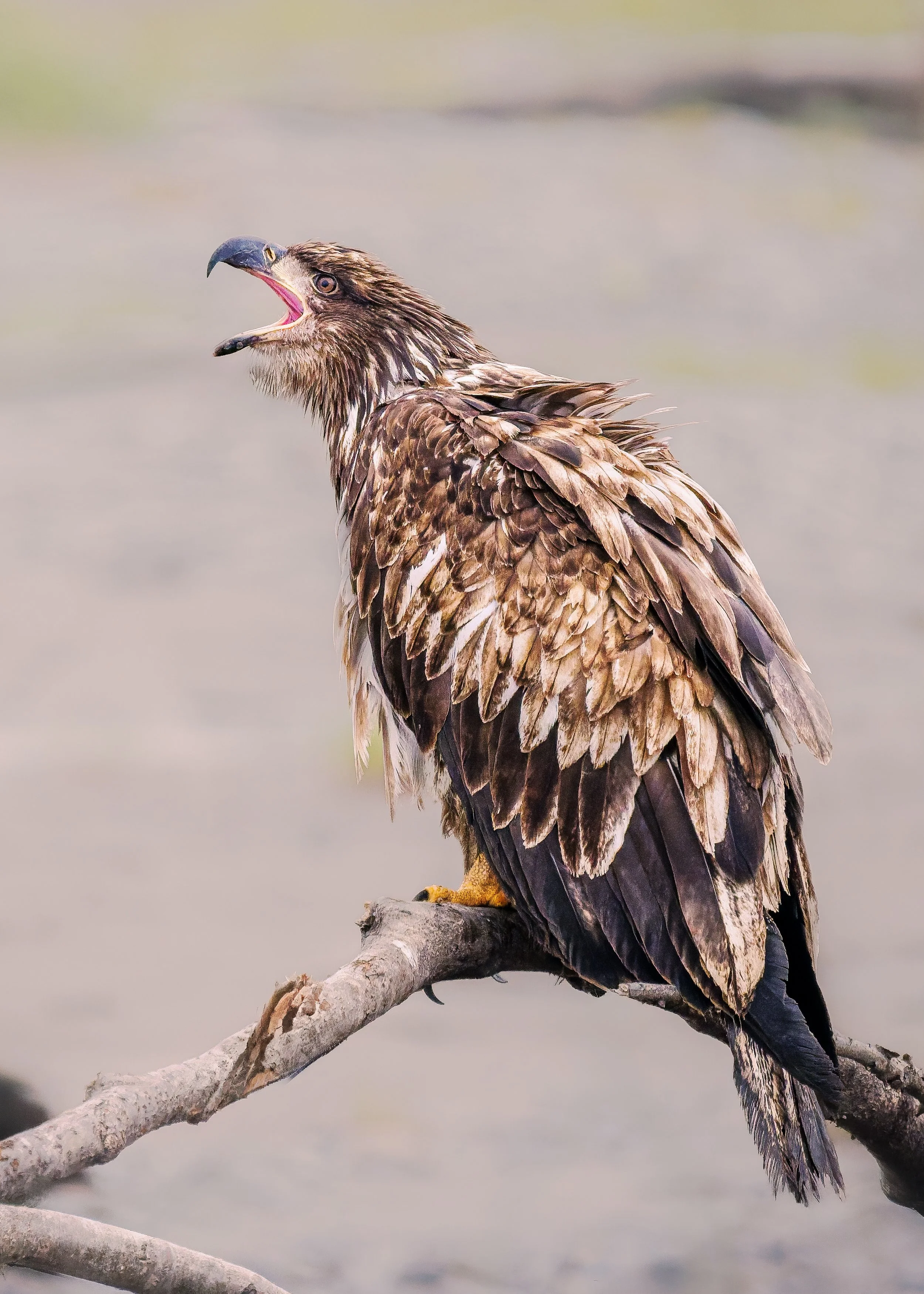 Bald-Eagle-Juvenile-Cry-Kasilof-06-13-2026.jpg