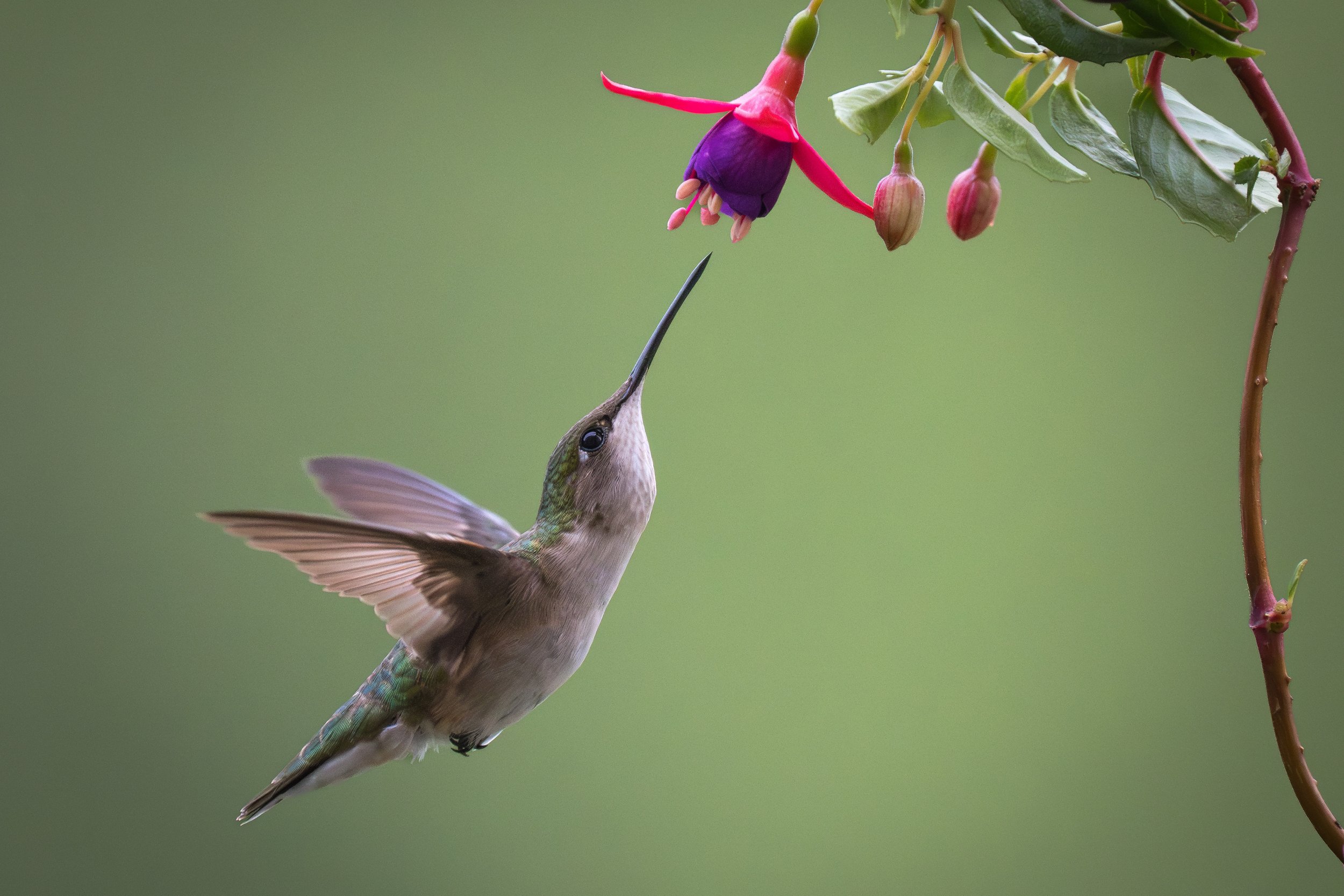 Hummingbird BY_06_27_2025.jpg