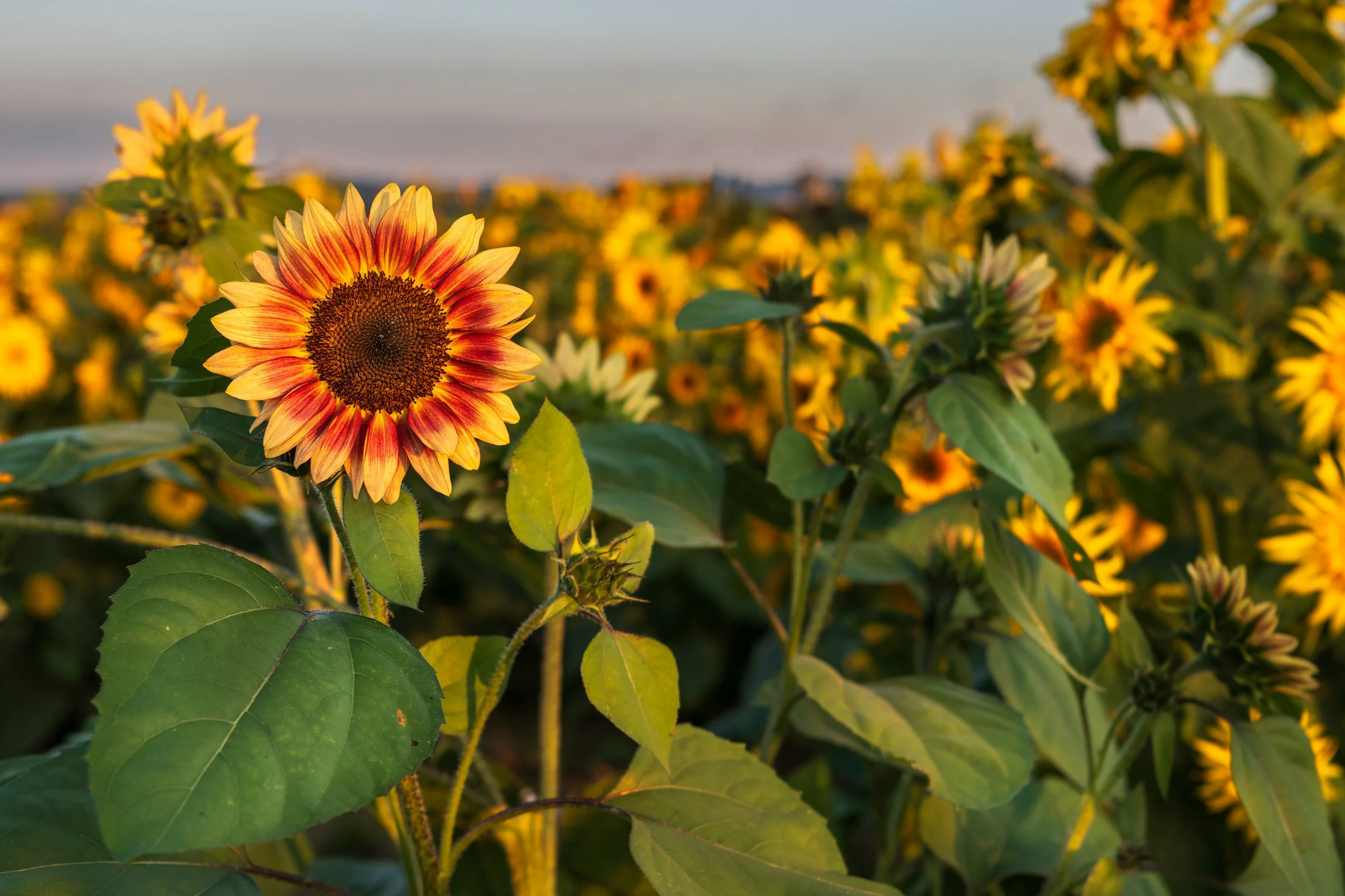 Sunflower Glory - Lancaster County, Pennsylvania