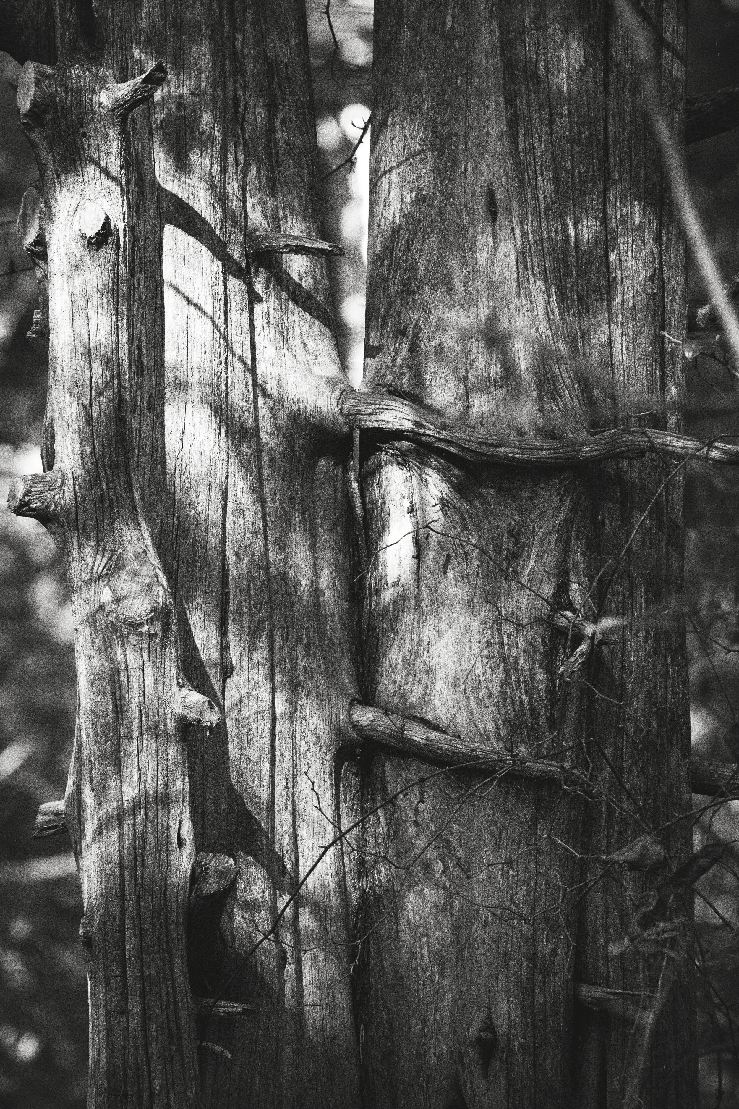 Cedar-Trees.jpg