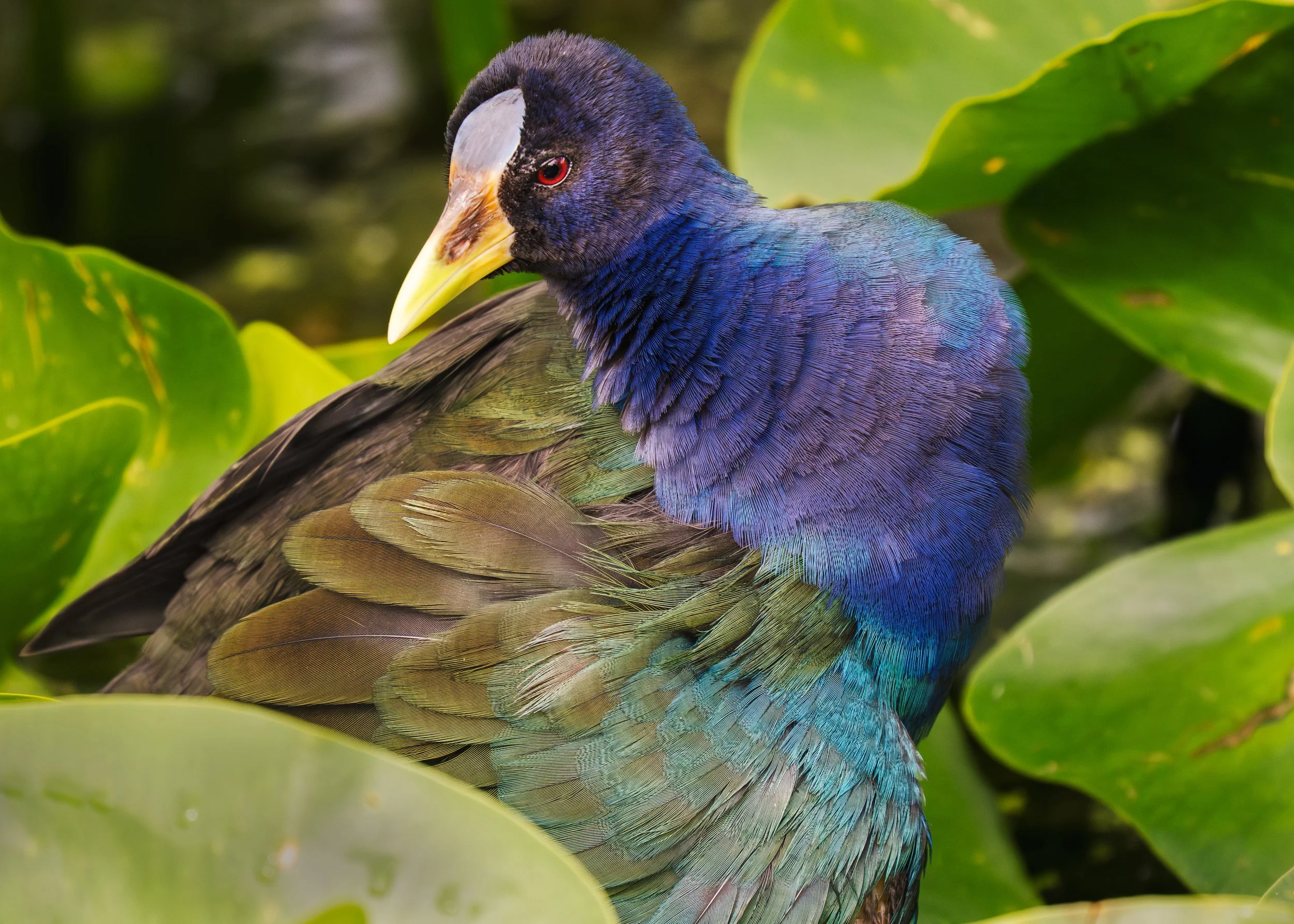Purple Gallinule Orlando Wetlands 09 12 2205.jpg