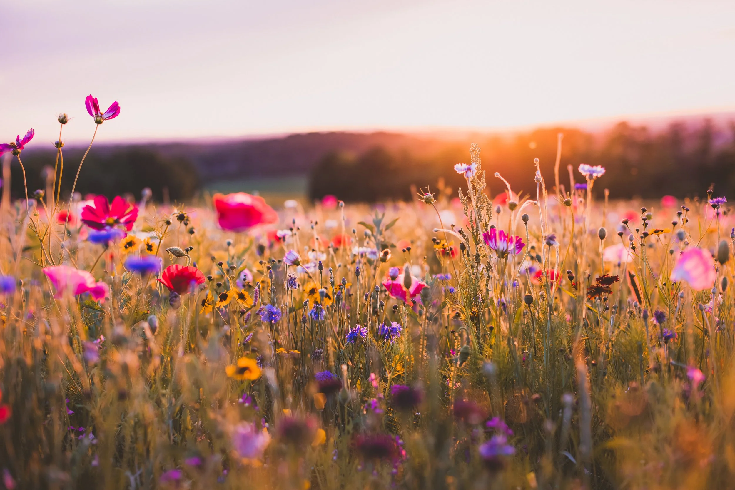 Wildflowers-Lancaster-County.jpg