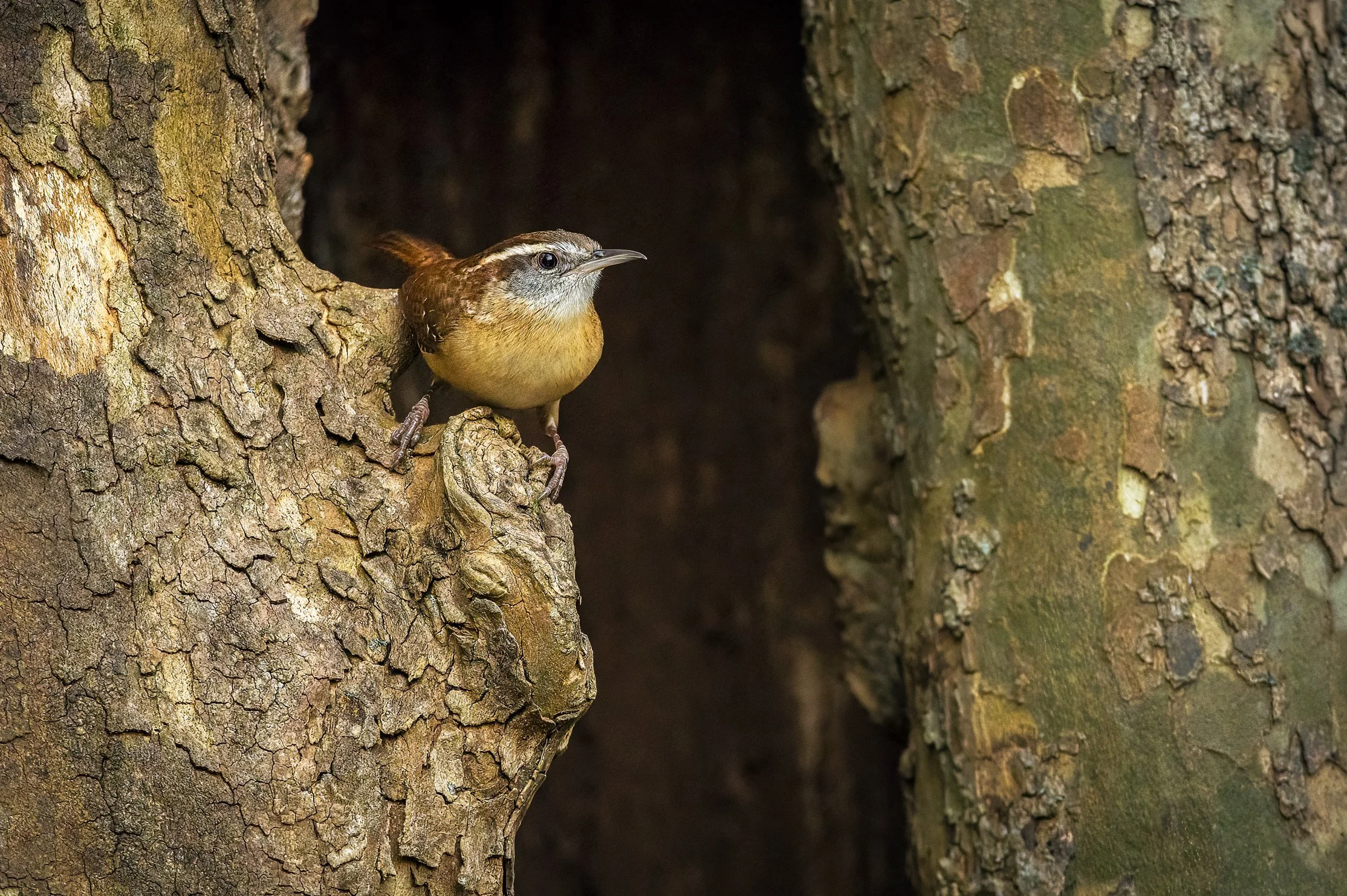 Carolina Wren in Sycamore Tree - Downingtown, Pennsylvania