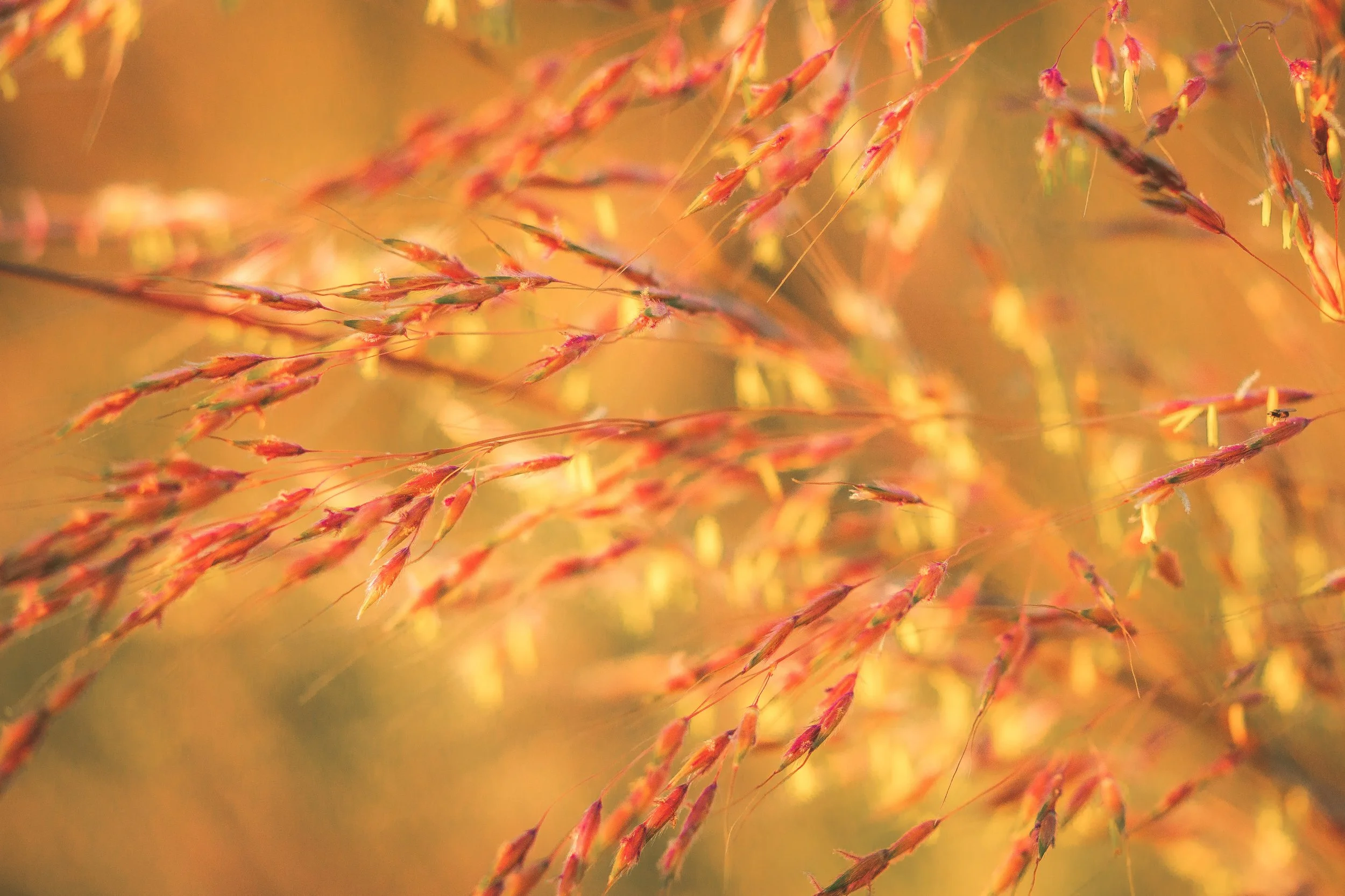 Wild-Grass-Wild-Hour.jpg