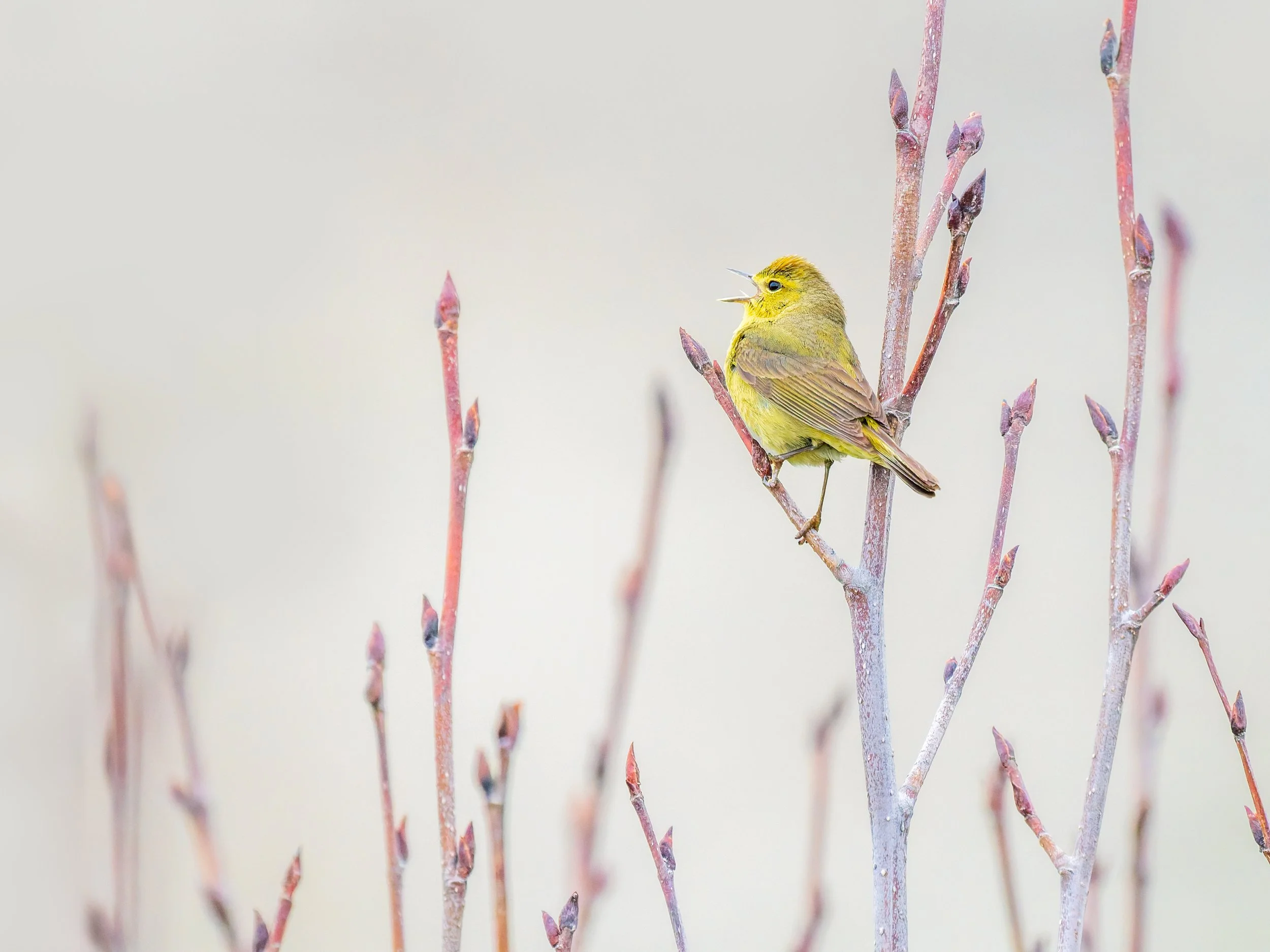 Orange-Crowned-Warbler-Kasilof-Alaska-06-13-2026.jpg