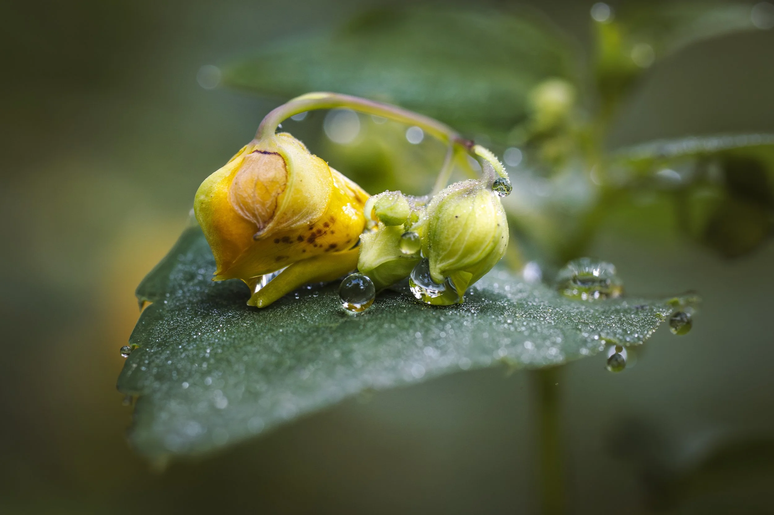 Jewellweed BMP -8 22 2025.jpg