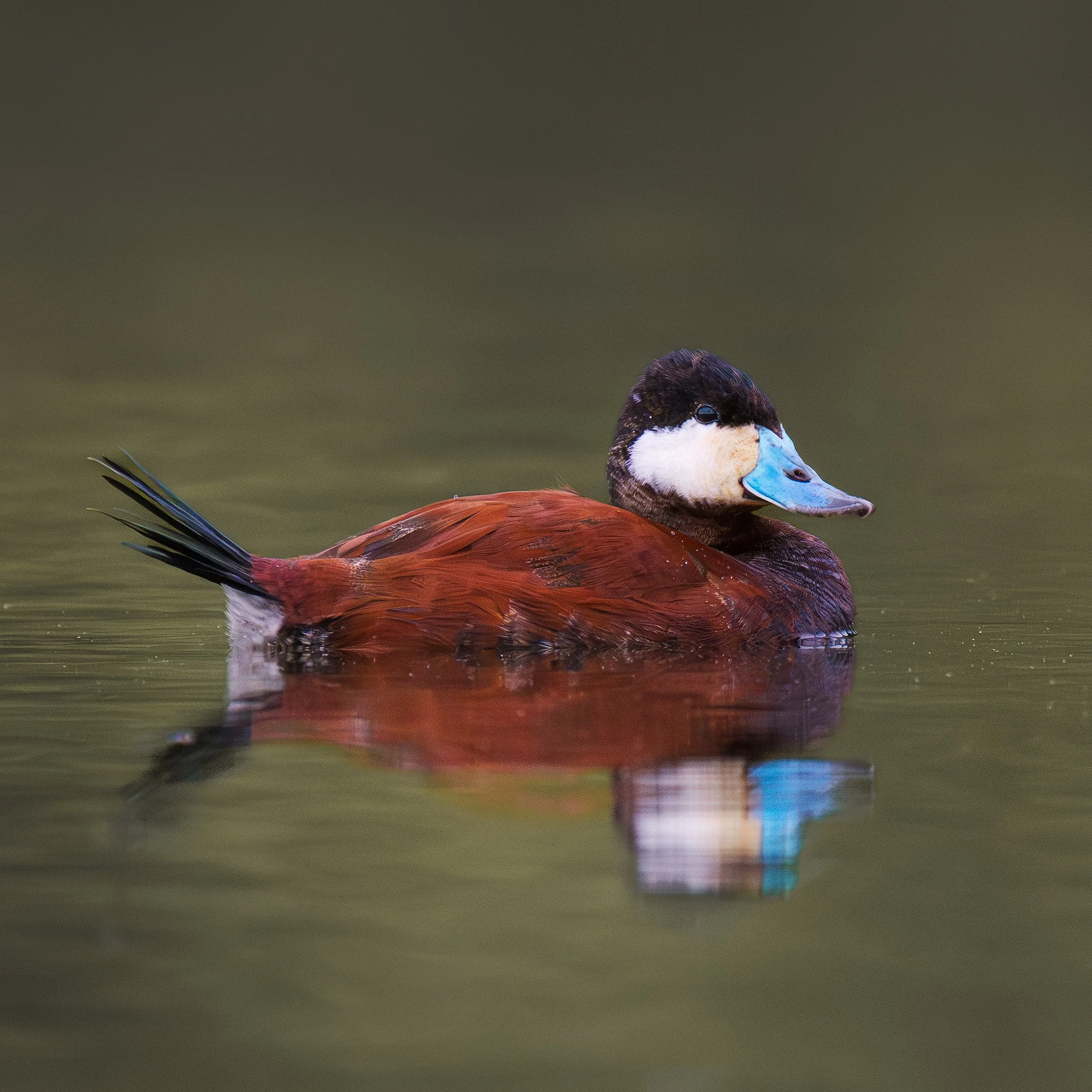 Ruddy Duck Breeding Chambers 05 17 2025.jpg