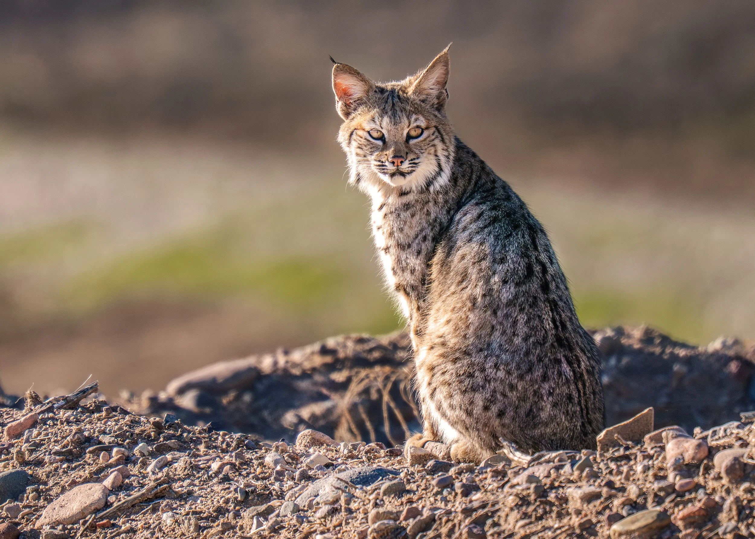 Bobcat-Arizona-1-17-2026_Edited.jpg