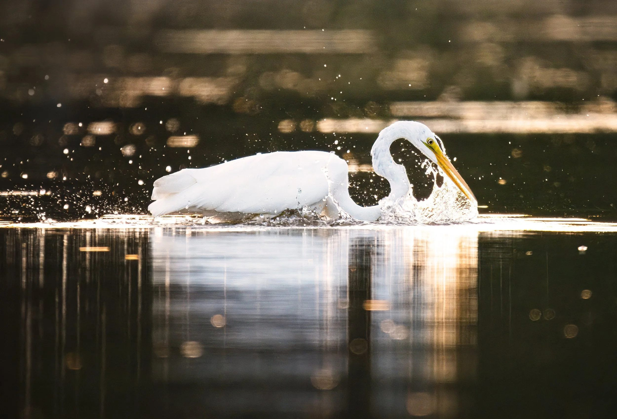 Great Egret, Conejohela Flats, Wrightsville, Pennsylvania