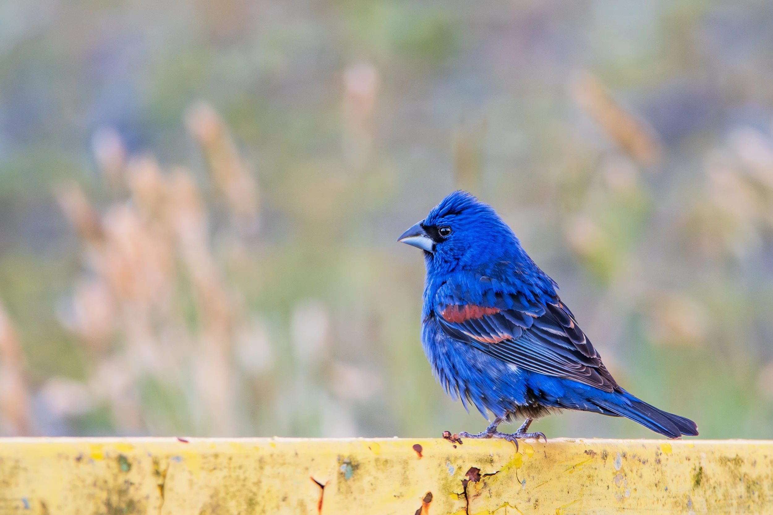 Blue-Grossbeak-Prime-Hook.jpg