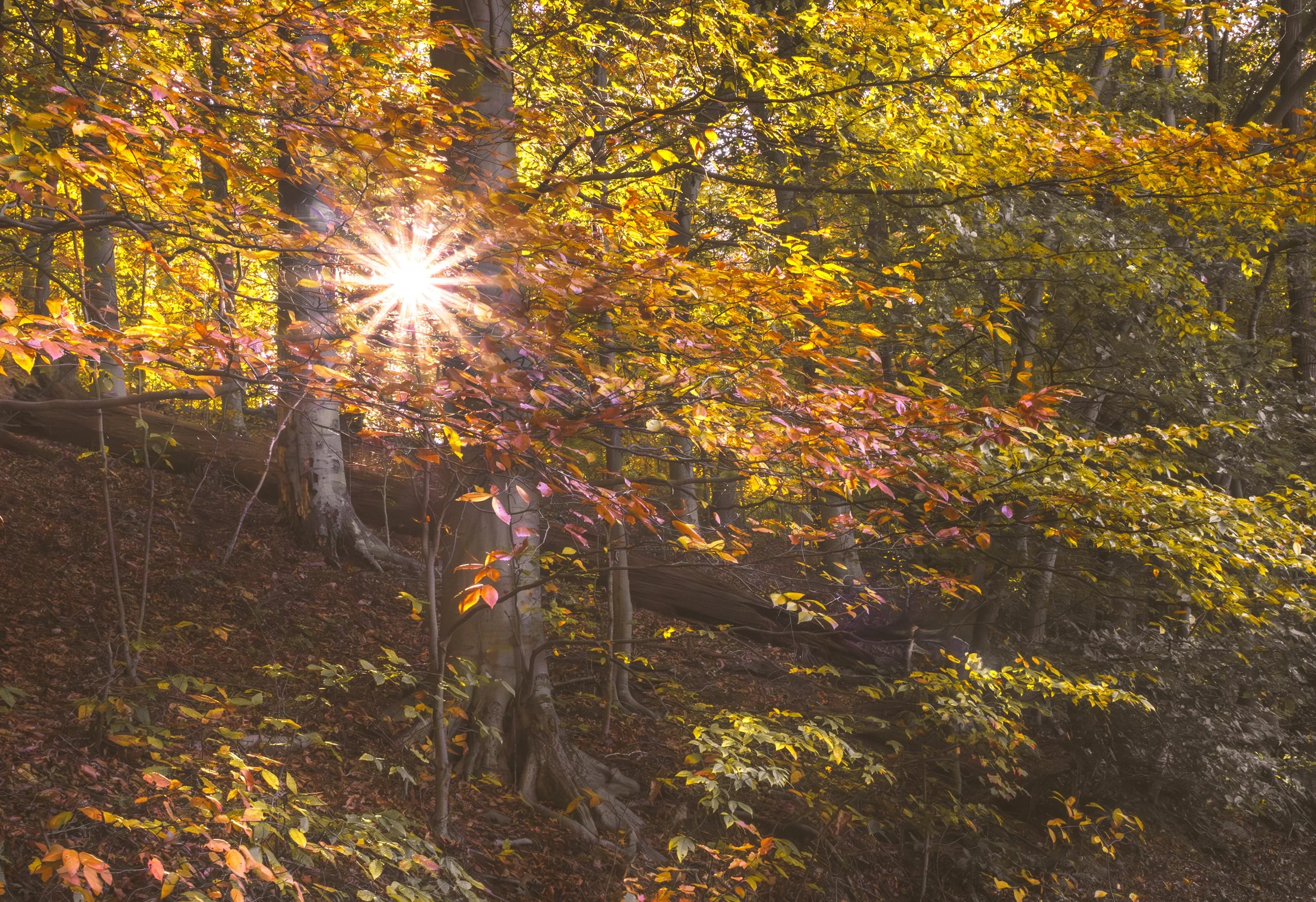 Fall-Path-Laurel-Preserve.jpg