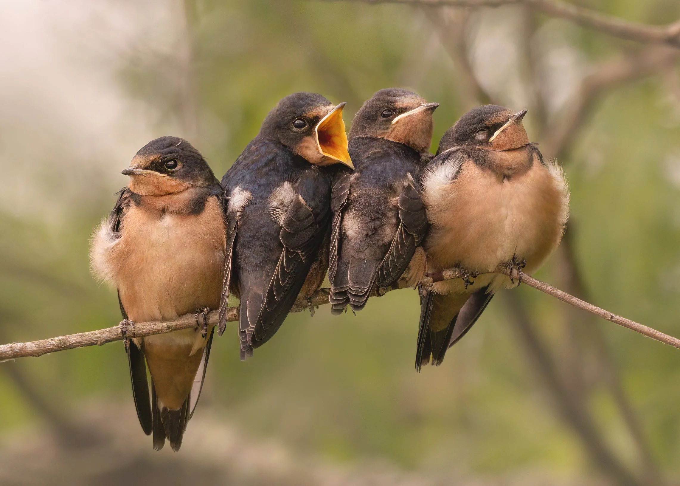 Barn Swallows Chambers 06_23.jpg