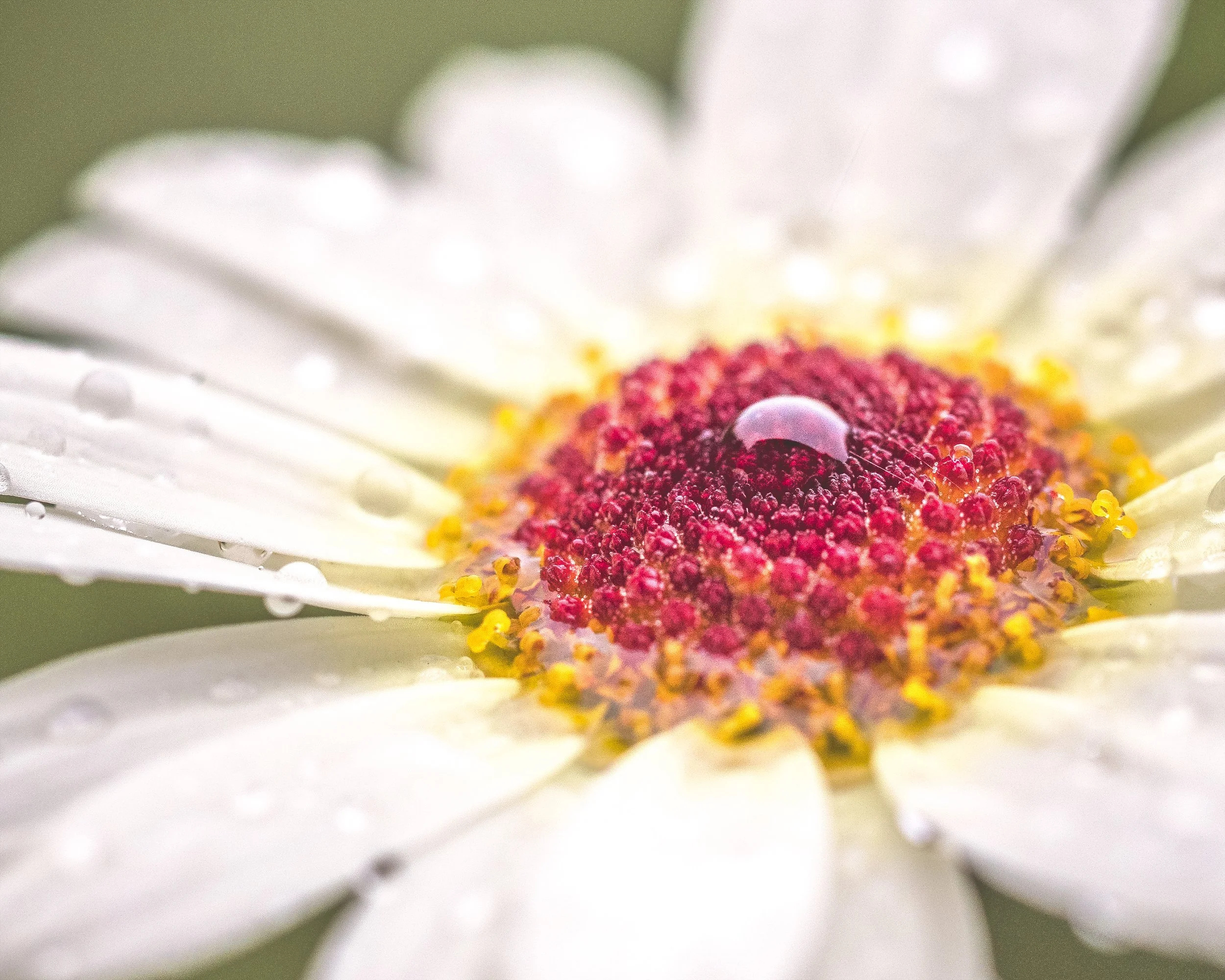 Daisy After the Rain - Downingtown, Pennsylvania