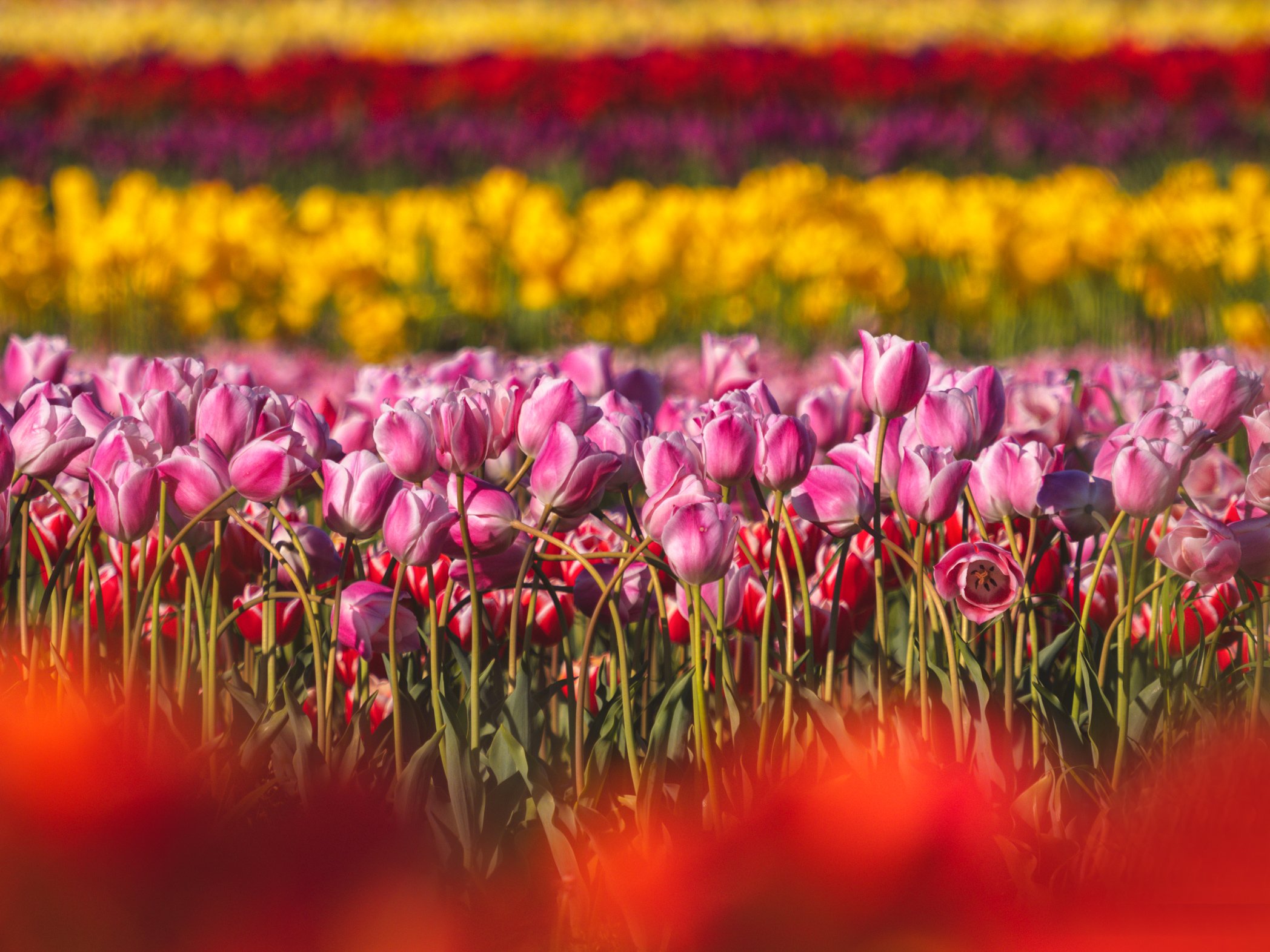 New Jersey Tulips