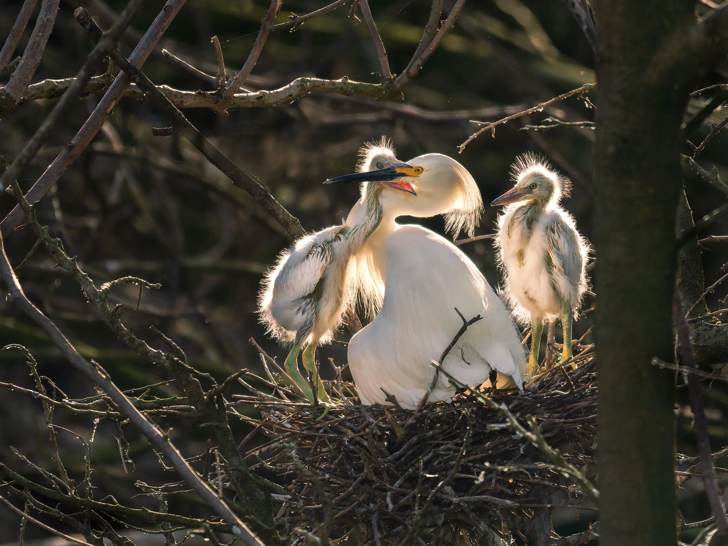 Snow-Egret-Feeding-TIme-Rookery-05-28-2026.jpg